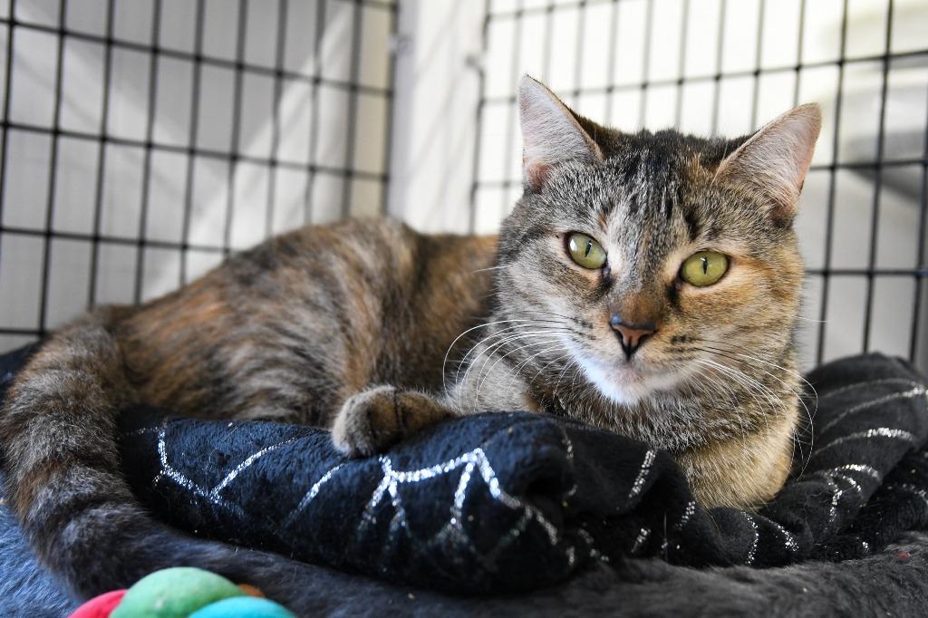 Enlarge Naia, a Adoptable mixed breed in Ewing, NJ image 3/5