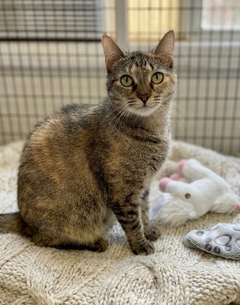 Enlarge Naia, a Adoptable mixed breed in Ewing, NJ image 4/5