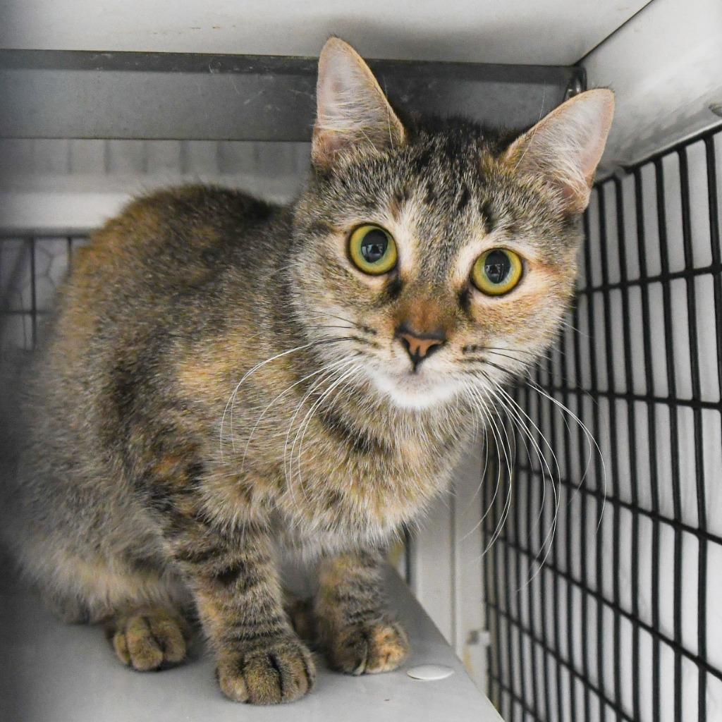 Enlarge Naia, a Adoptable mixed breed in Ewing, NJ image 5/5