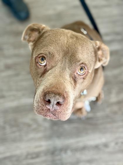 Goose, a ADOPTABLE Pit Bull Terrier in Downers Grove, IL image 3/3