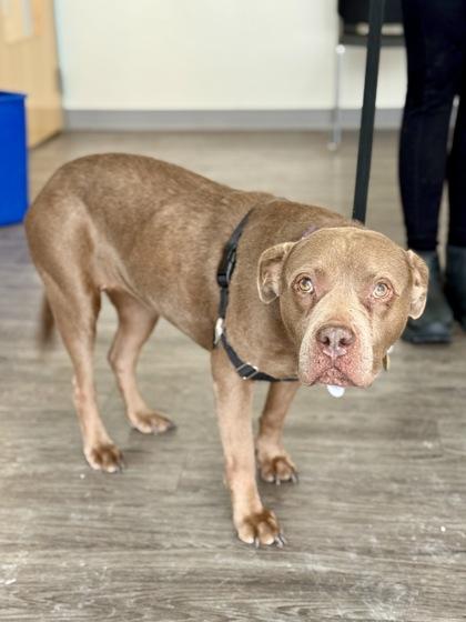 Goose, a ADOPTABLE Pit Bull Terrier in Downers Grove, IL image 2/3