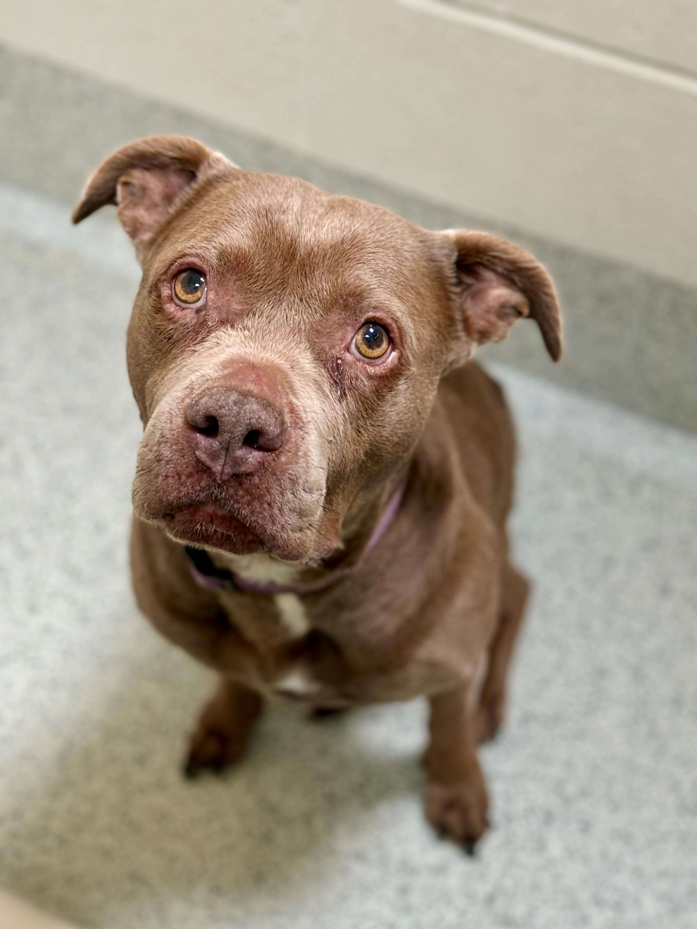 Goose, a ADOPTABLE Pit Bull Terrier in Downers Grove, IL image 1/3