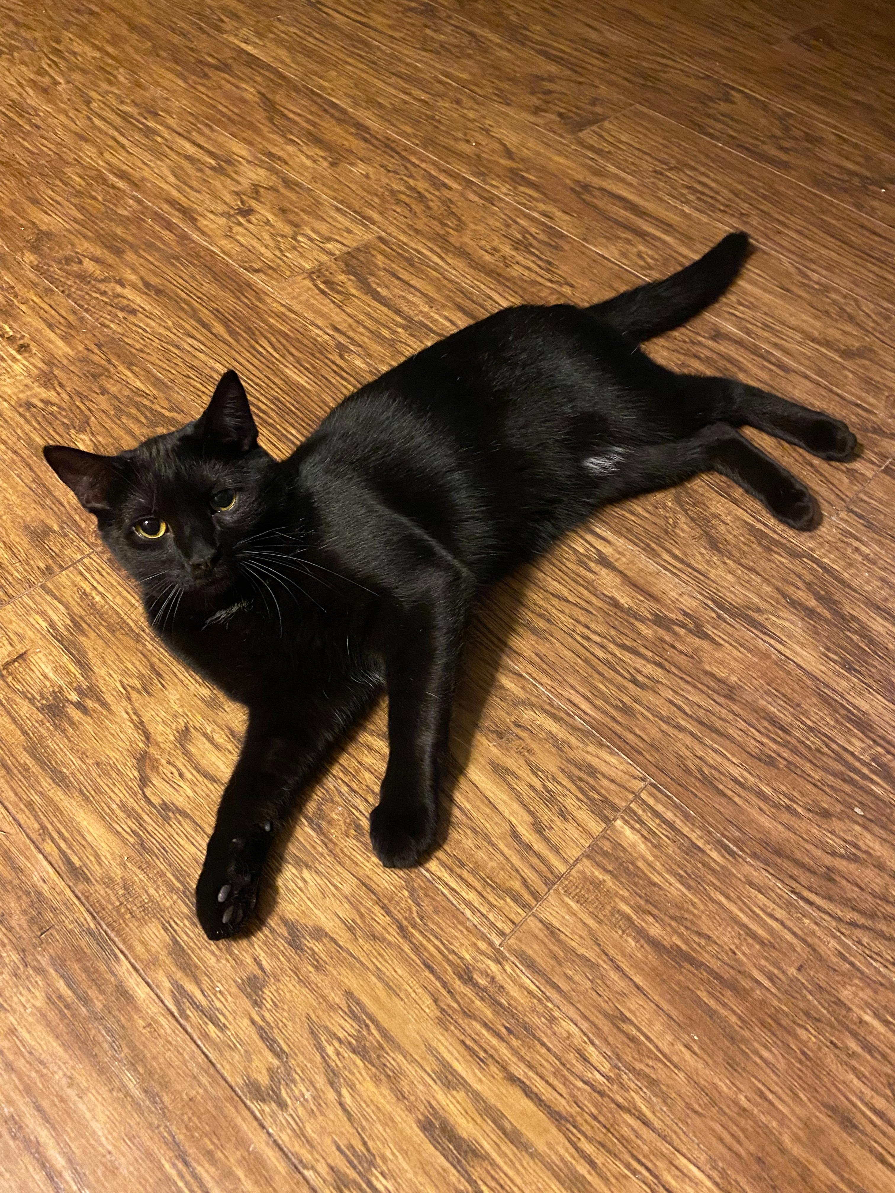 Boo, Adoptable, Young Male Domestic Short Hair.