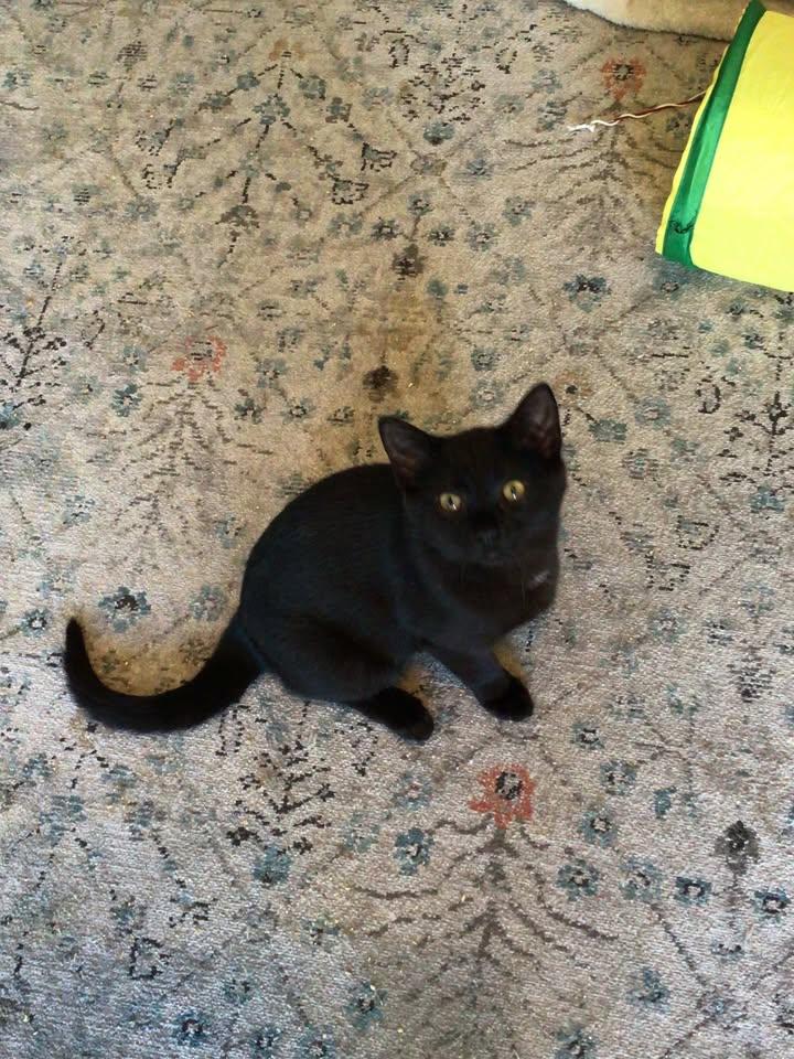 Boo, Young Male Domestic Short Hair