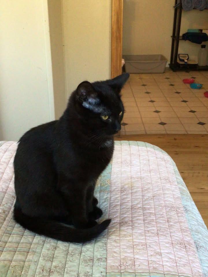 Enlarge Boo, a Adoptable Domestic Short Hair in Clyde, NC image 3/5