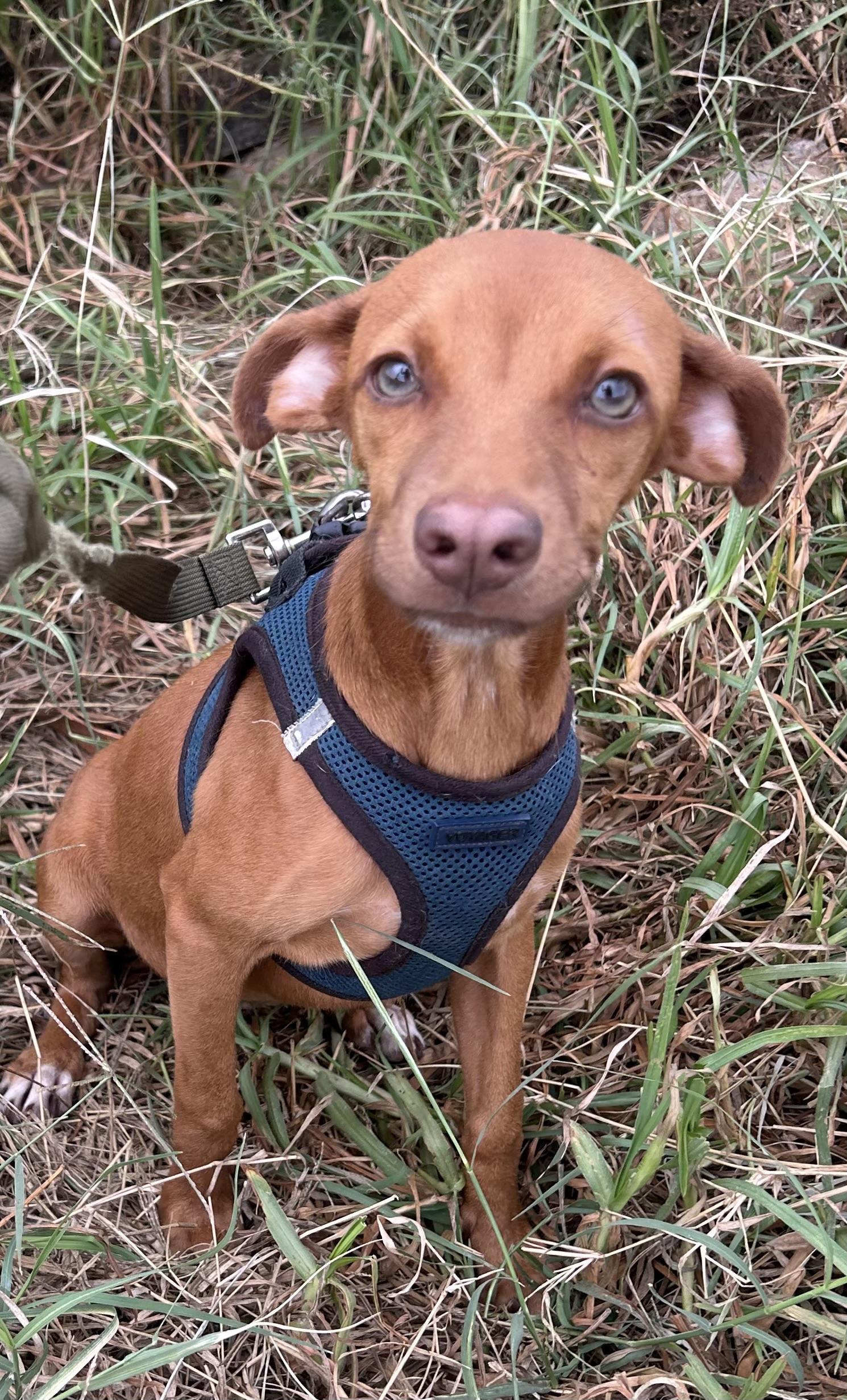 Enlarge ZOE, a Adoptable mixed breed in Bell Gardens, CA image 2/6