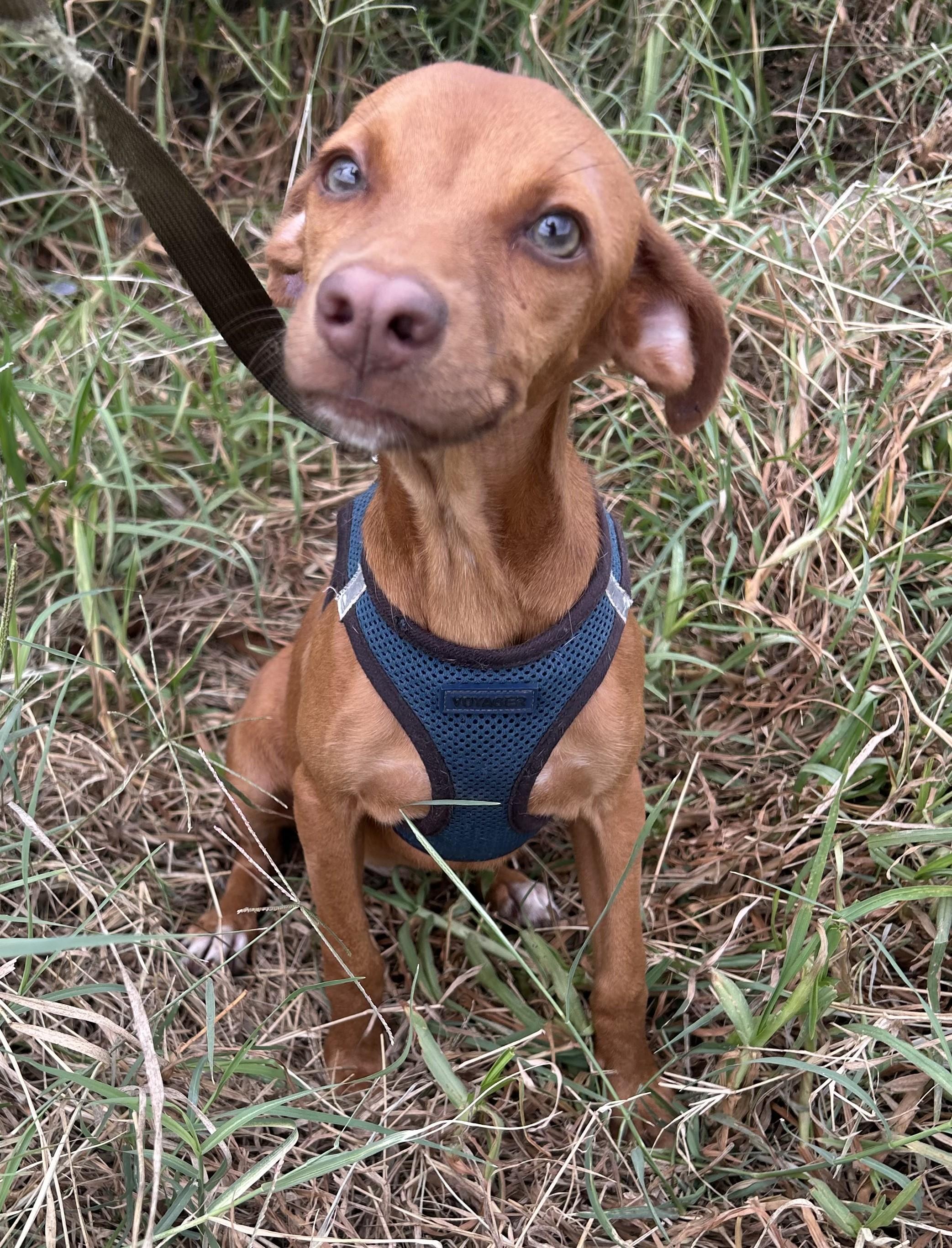 Enlarge ZOE, a Adoptable mixed breed in Bell Gardens, CA image 3/6