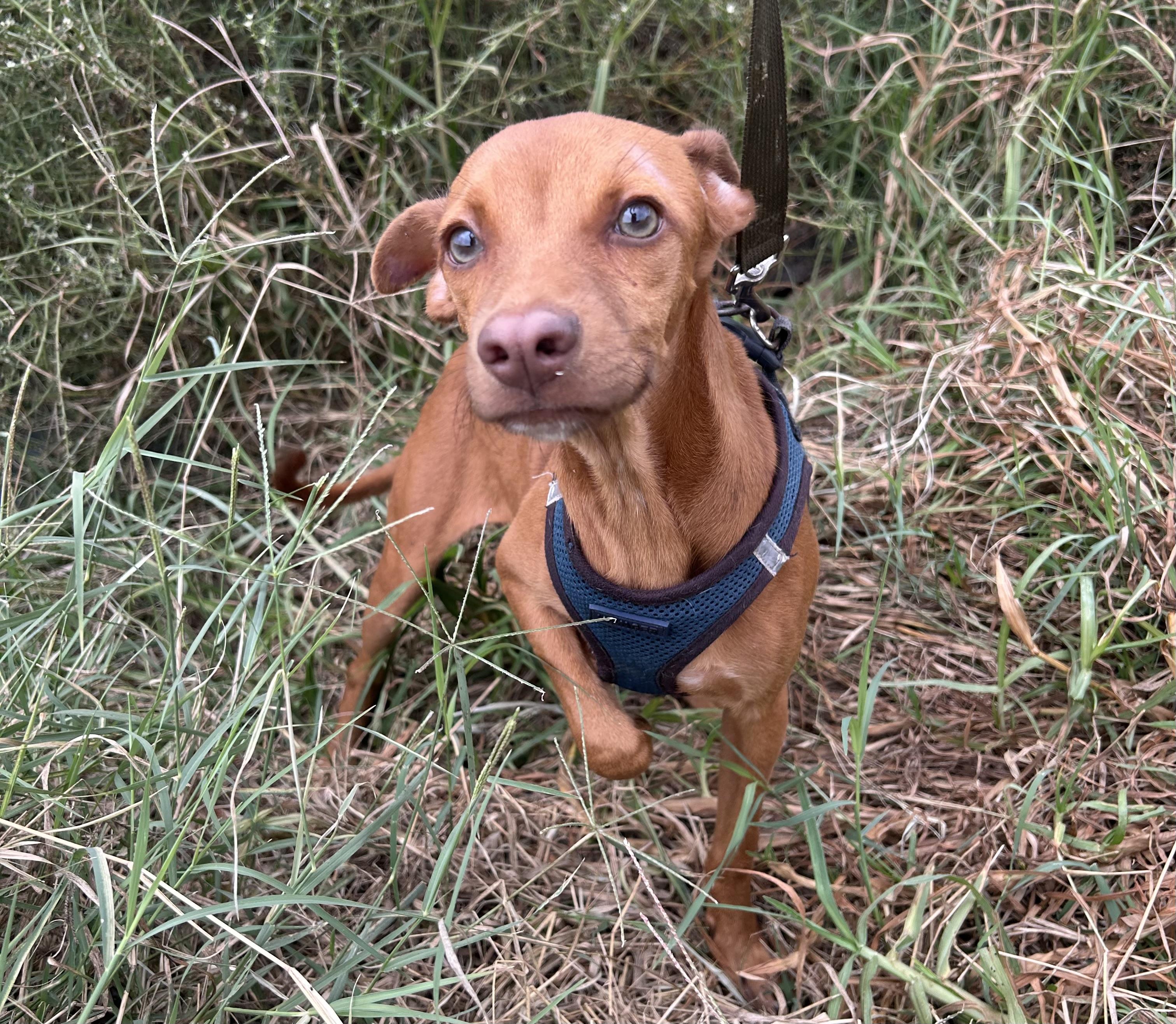 ZOE, Adoptable, Young Male Chiweenie & Miniature Pinscher.