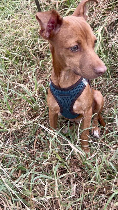 Enlarge ZOE, a Adoptable mixed breed in Bell Gardens, CA video 5/6