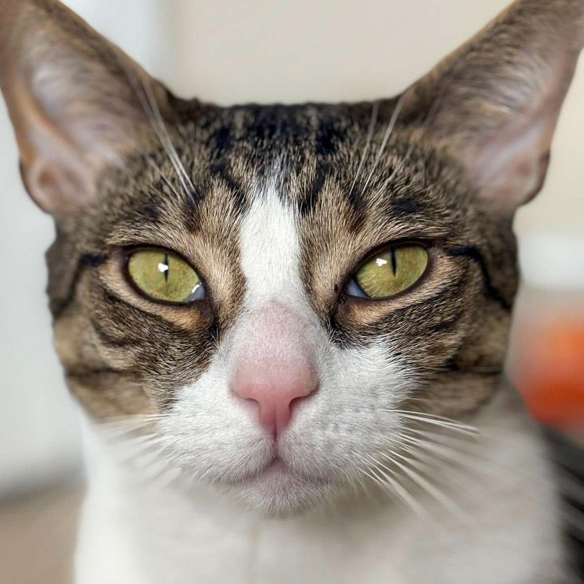 Jax, a Adoptable Domestic Short Hair in Stamford, CT image 1/5