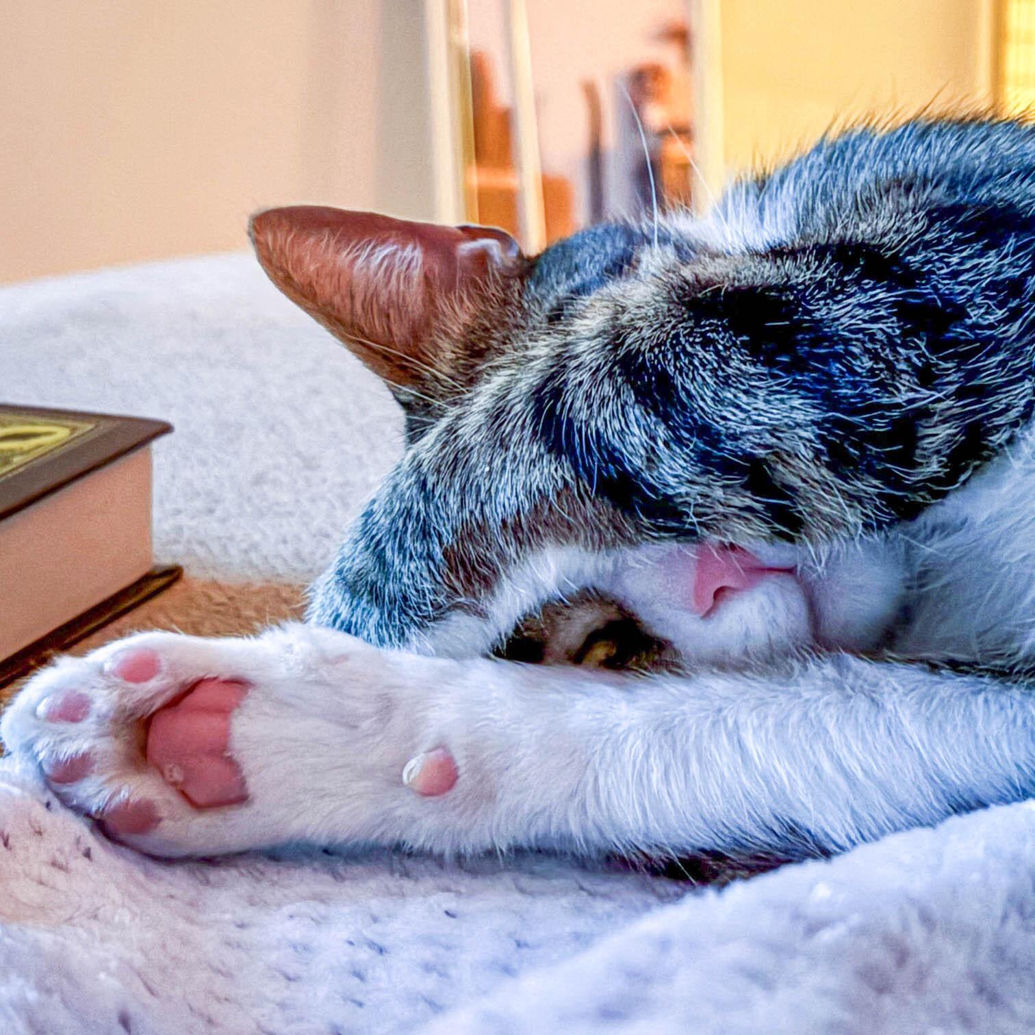 Jax, a Adoptable Domestic Short Hair in Stamford, CT image 4/5
