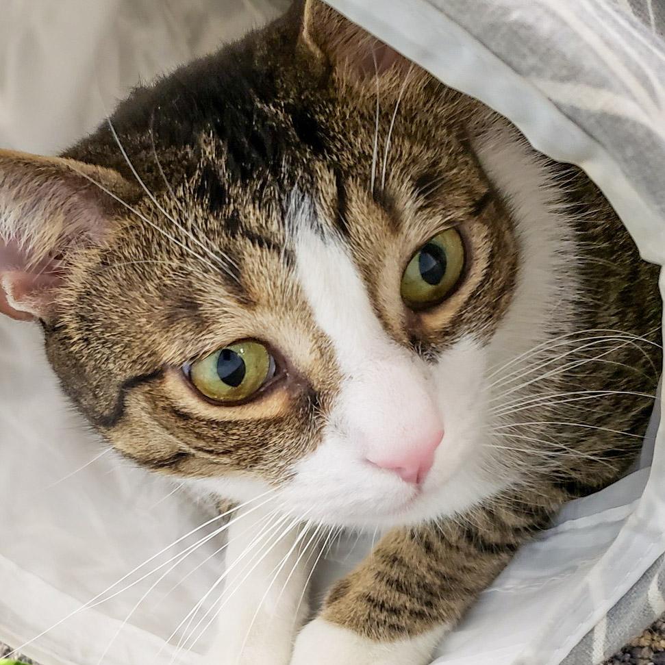 Jax, Adoptable, Young Male Domestic Short Hair.