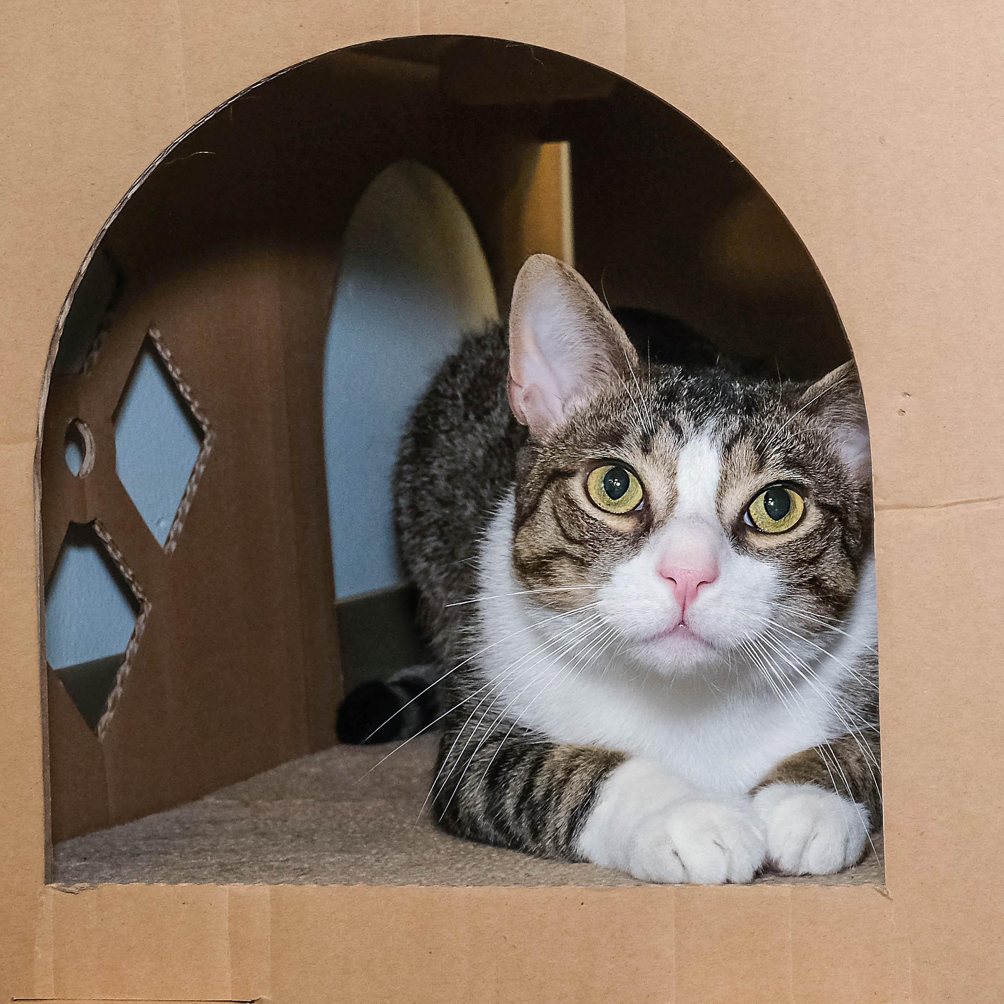 Jax, a Adoptable Domestic Short Hair in Stamford, CT image 5/5