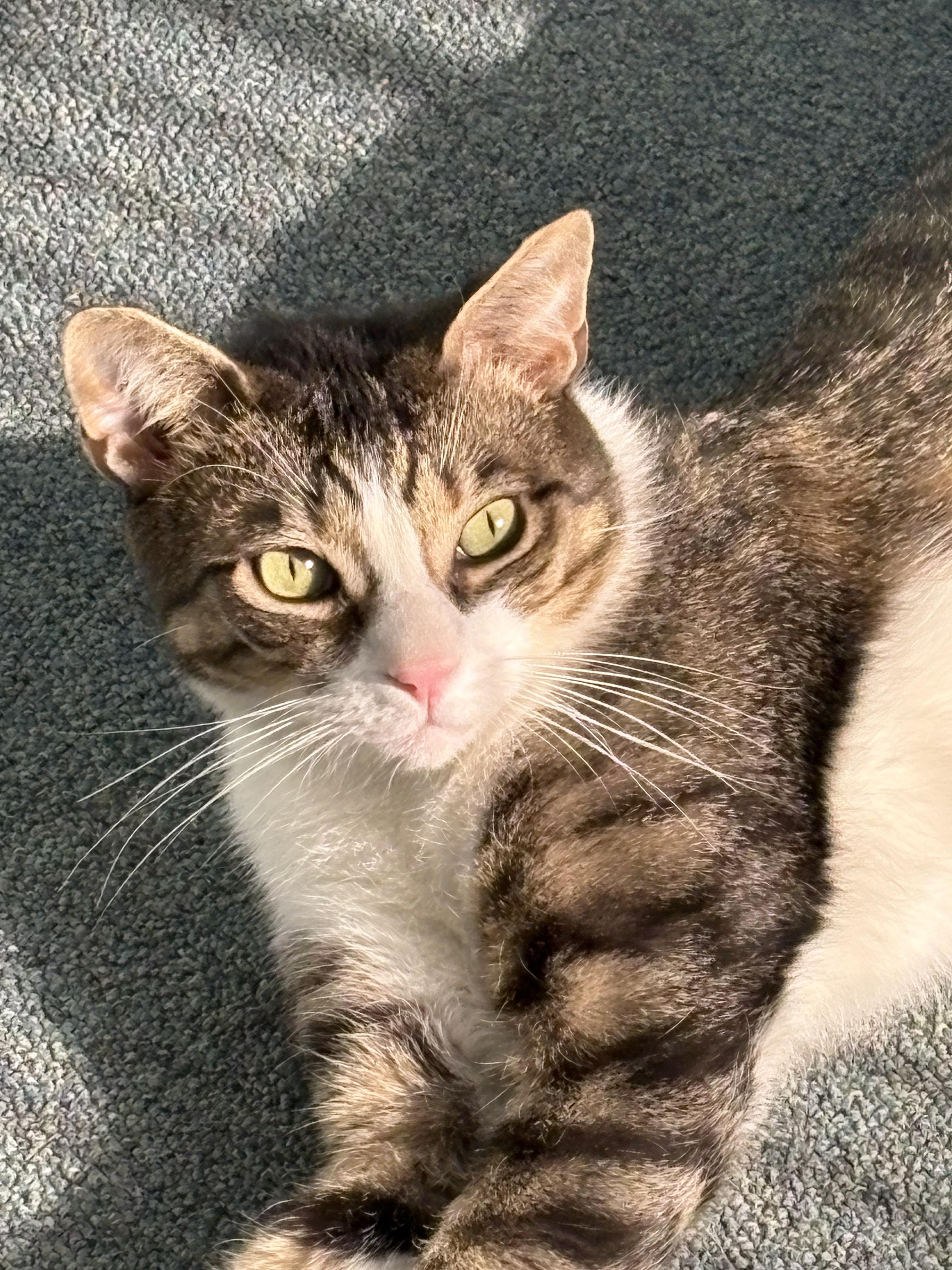 Enlarge Jax, a Adoptable Domestic Short Hair in Stamford, CT image 1/5