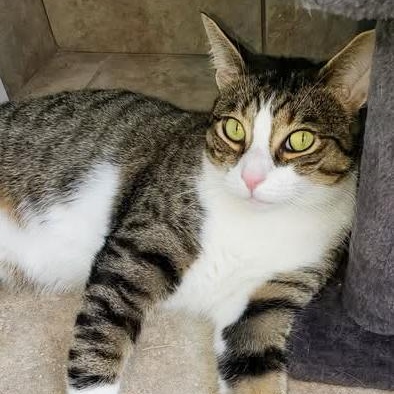 Jax, a Adoptable Domestic Short Hair in Stamford, CT image 3/5