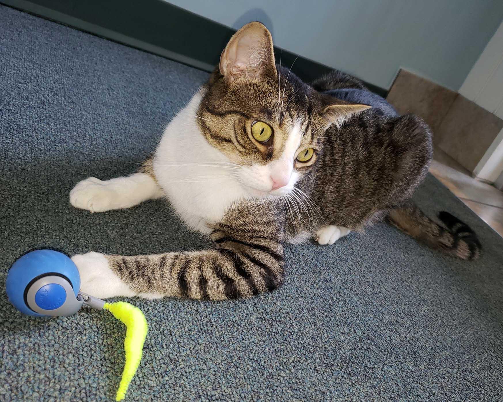 Enlarge Jax, a Adoptable Domestic Short Hair in Stamford, CT image 3/4