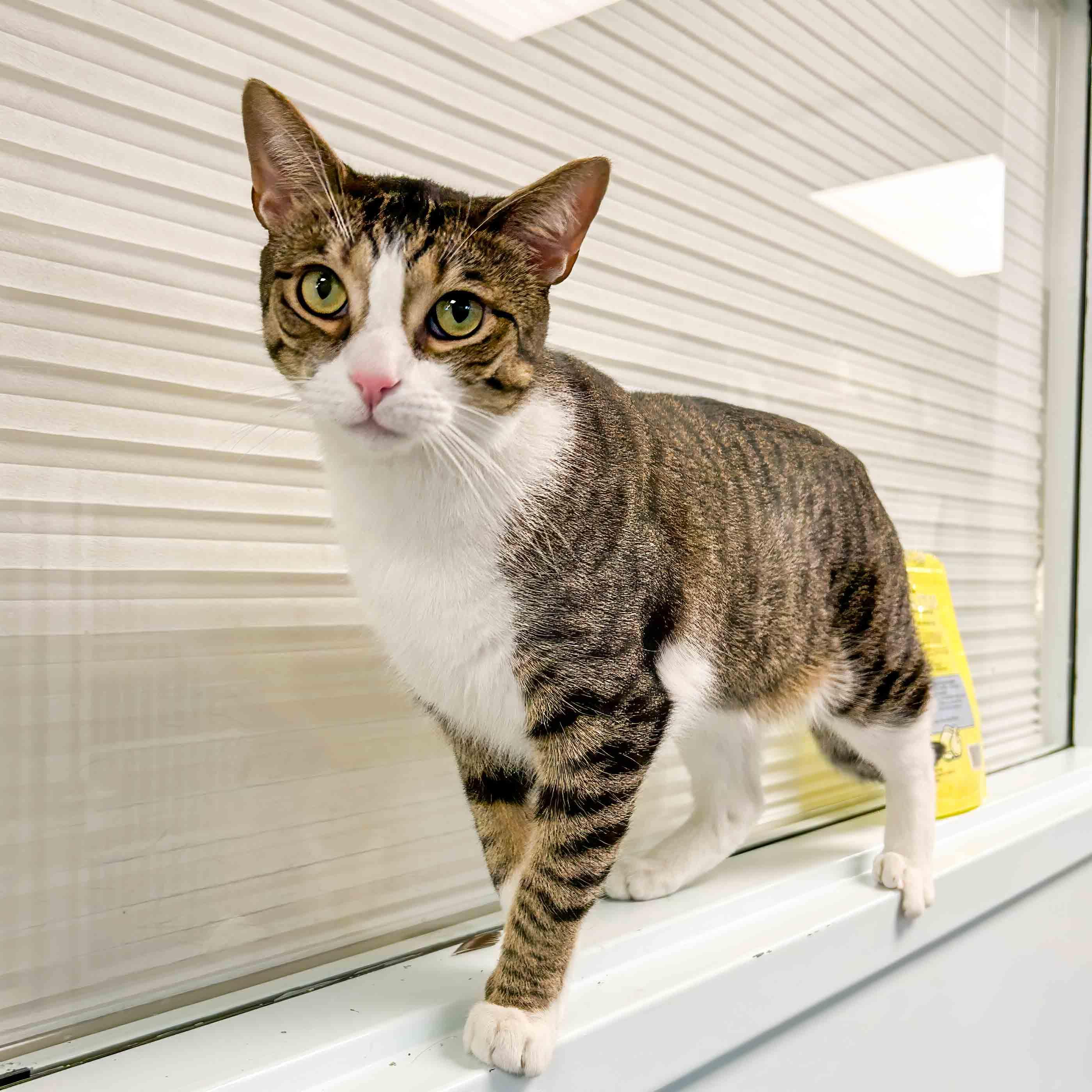 Enlarge Jax, a Adoptable Domestic Short Hair in Stamford, CT image 4/4