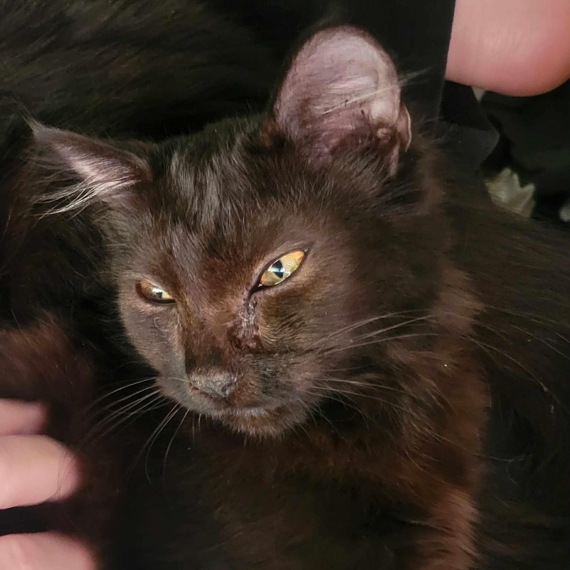 Pomelo, Adoptable, Kitten Female Domestic Short Hair.