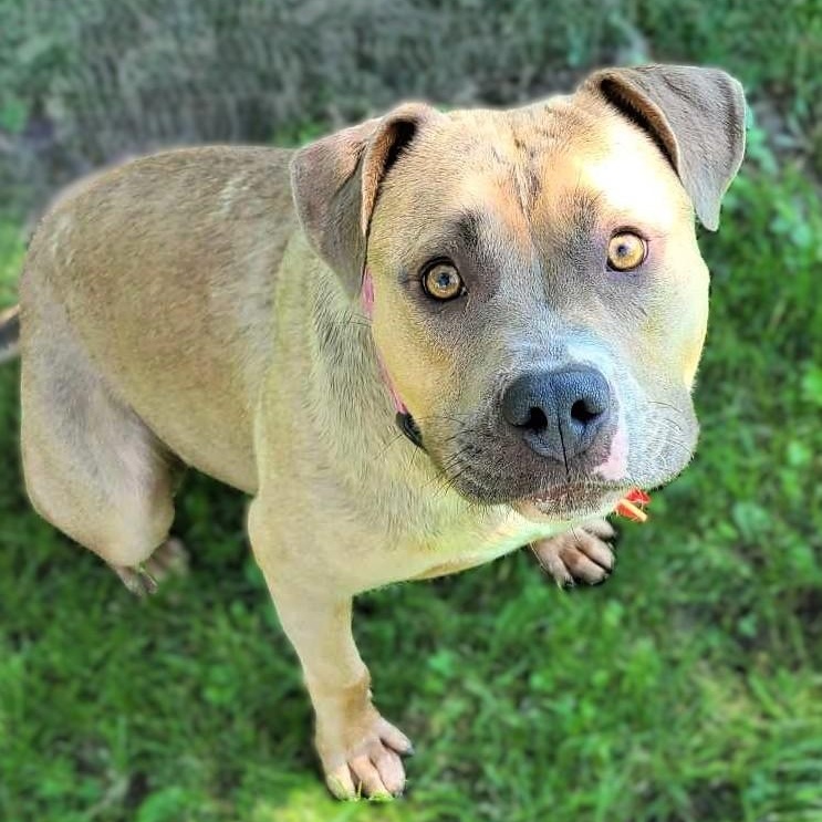 Enlarge ESTER, a Adoptable mixed breed image 1/6