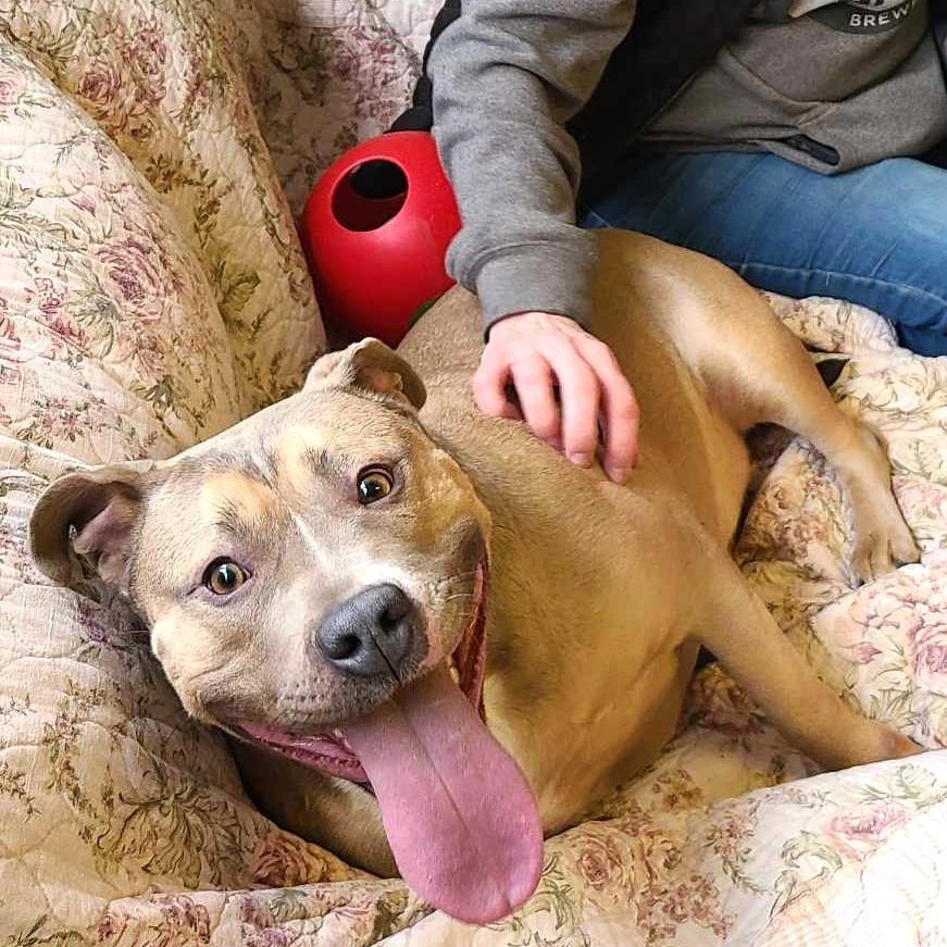 Enlarge ESTER, a Adoptable mixed breed image 4/6