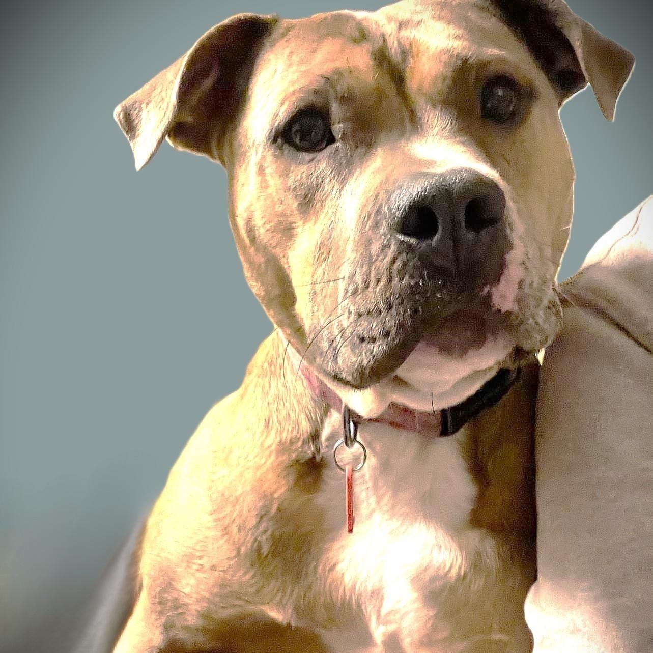 Enlarge ESTER, a Adoptable mixed breed image 2/6