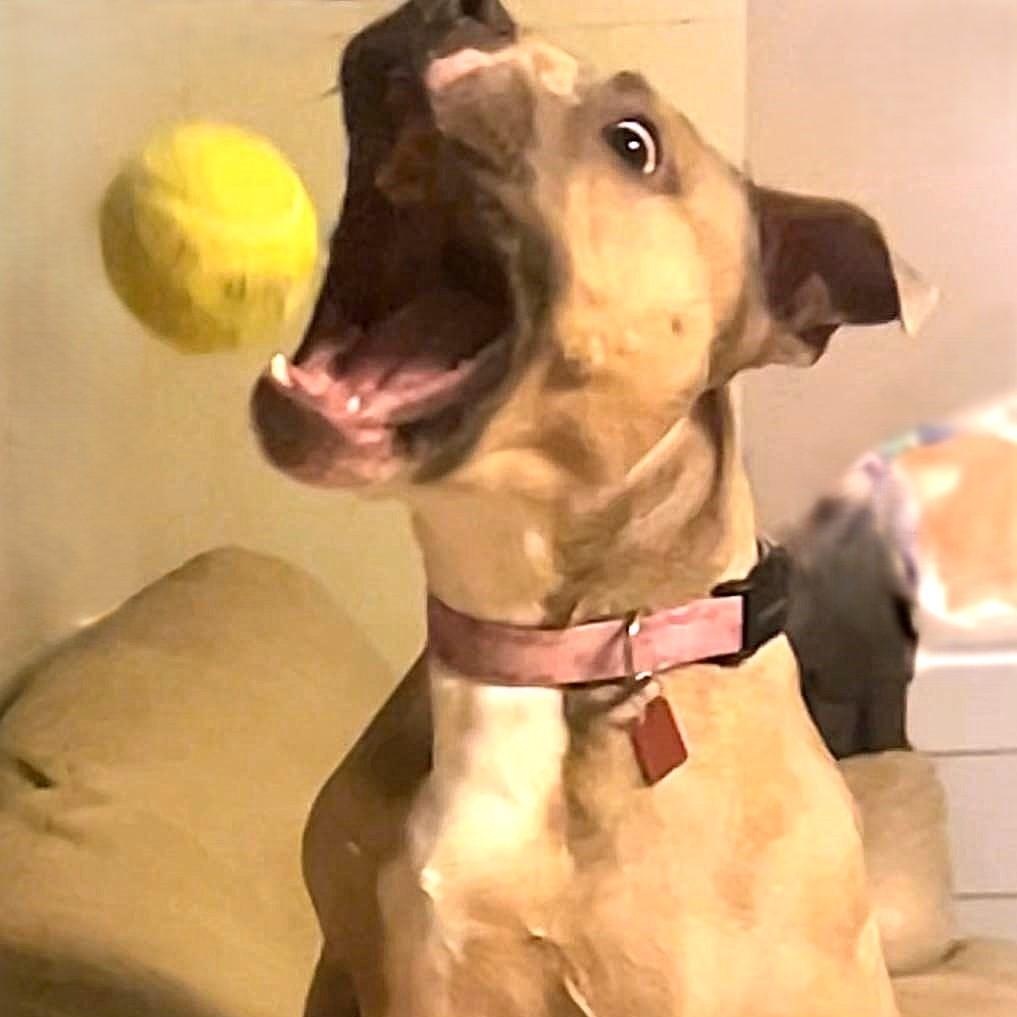 Enlarge ESTER, a Adoptable mixed breed image 5/6