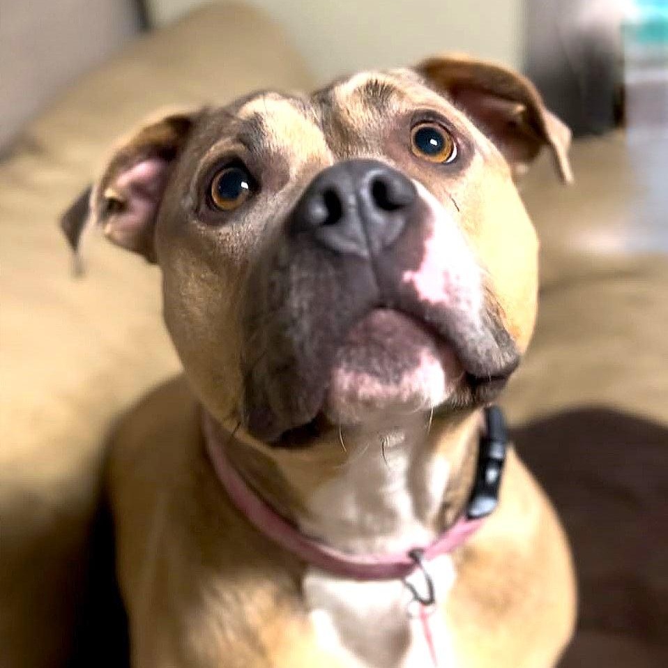 Enlarge ESTER, a Adoptable mixed breed image 6/6