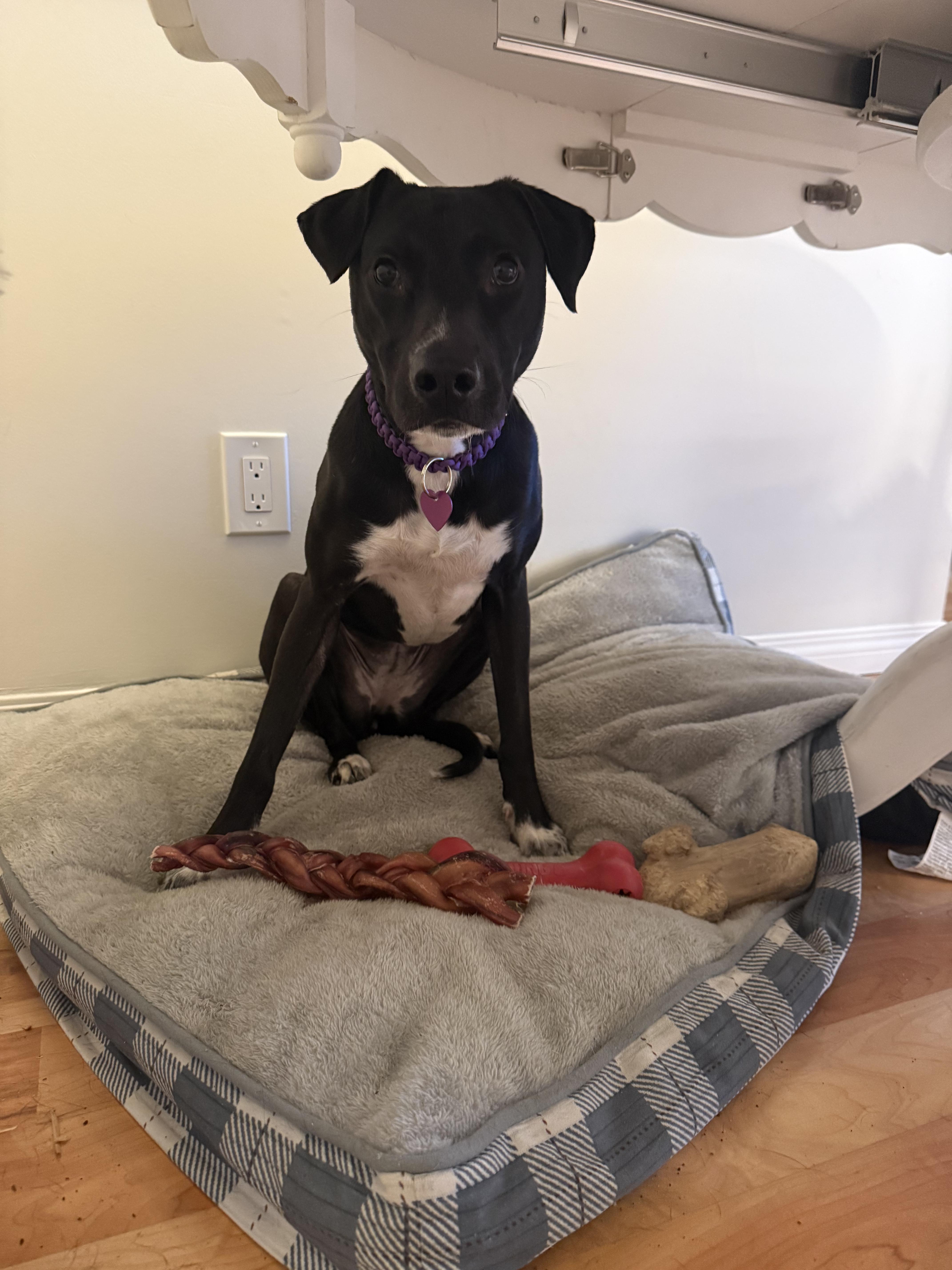 Enlarge Flora, a Adoptable mixed breed in Nanaimo, BC image 4/4