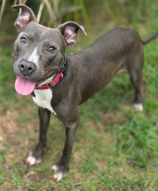 LOGAN, Adoptable, Adult Male Mixed Breed.