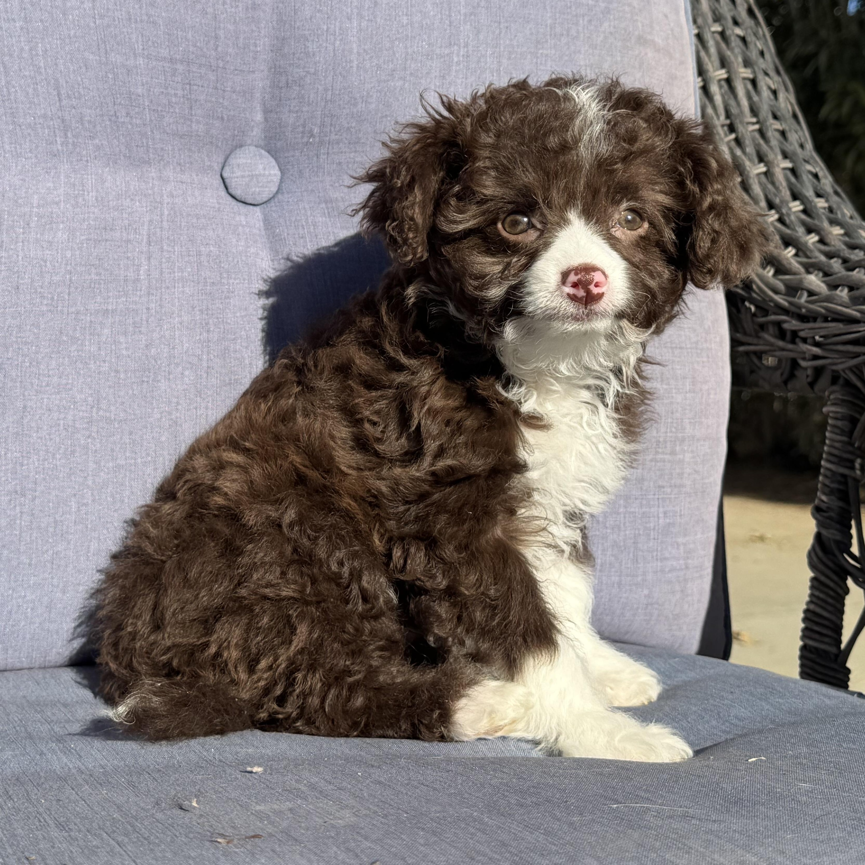 Kanga , an adopted mixed breed in ontario, CA image 2/6