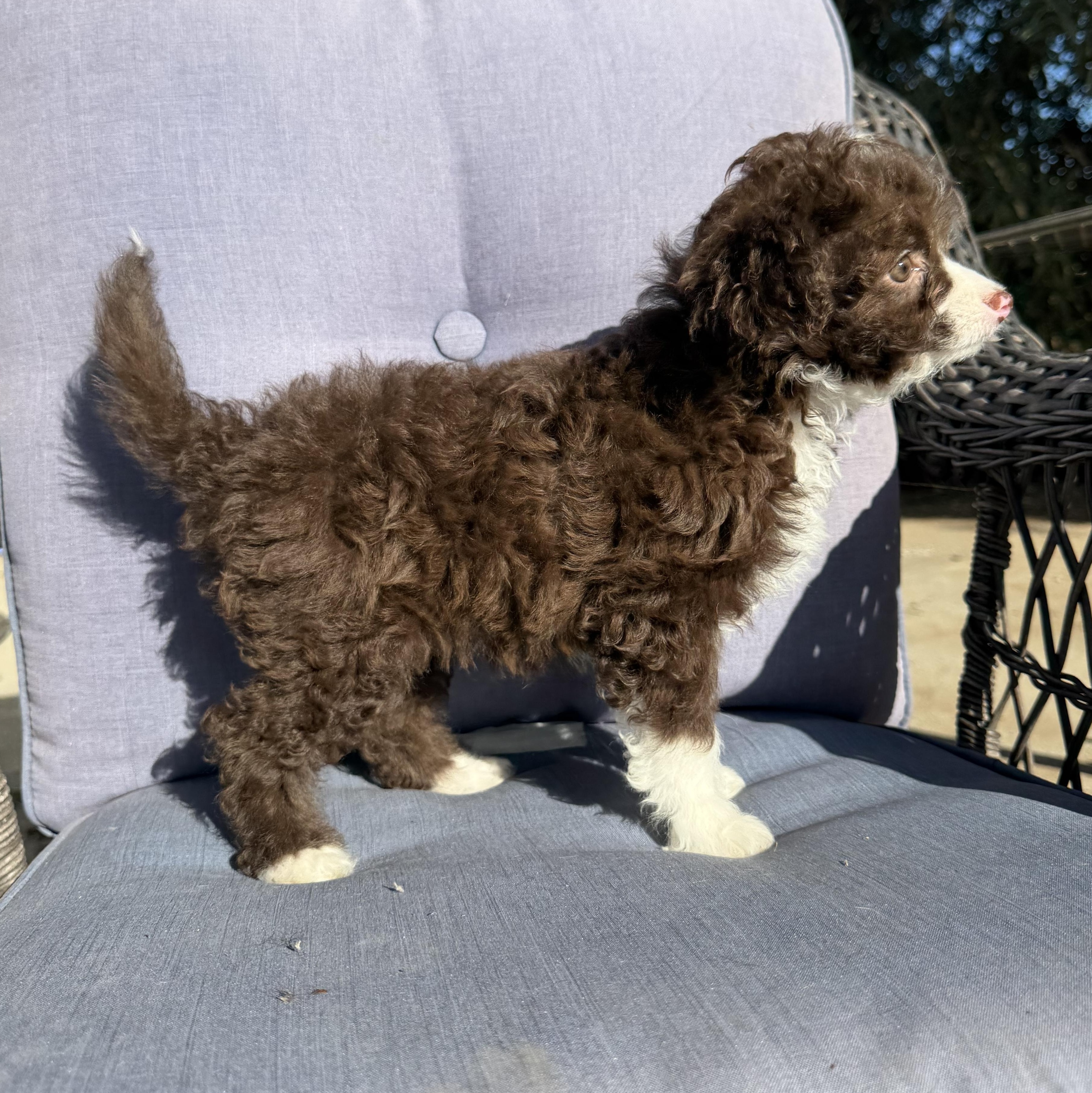 Kanga , an adopted mixed breed in ontario, CA image 4/6