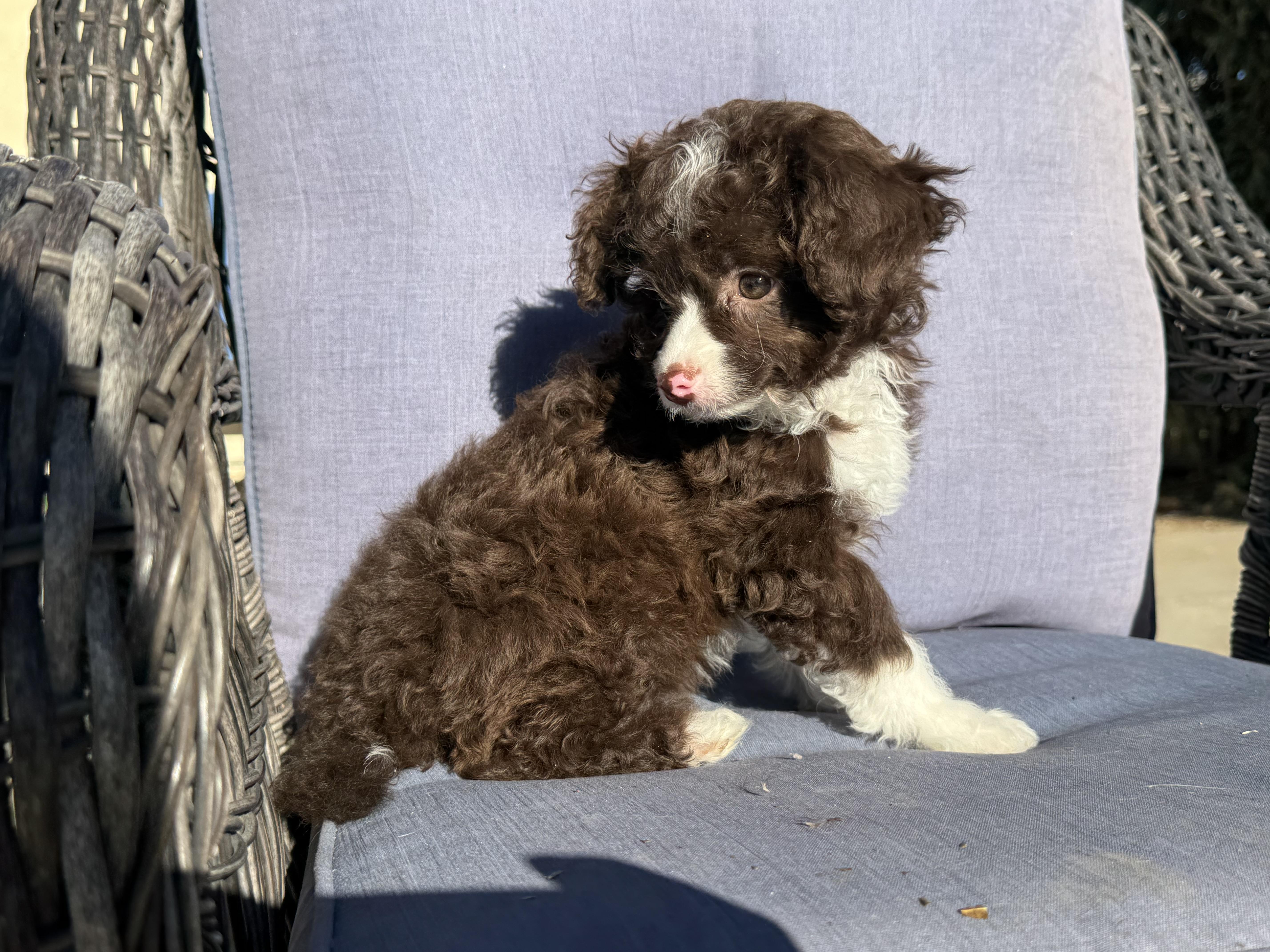 Kanga , an adopted mixed breed in ontario, CA image 6/6