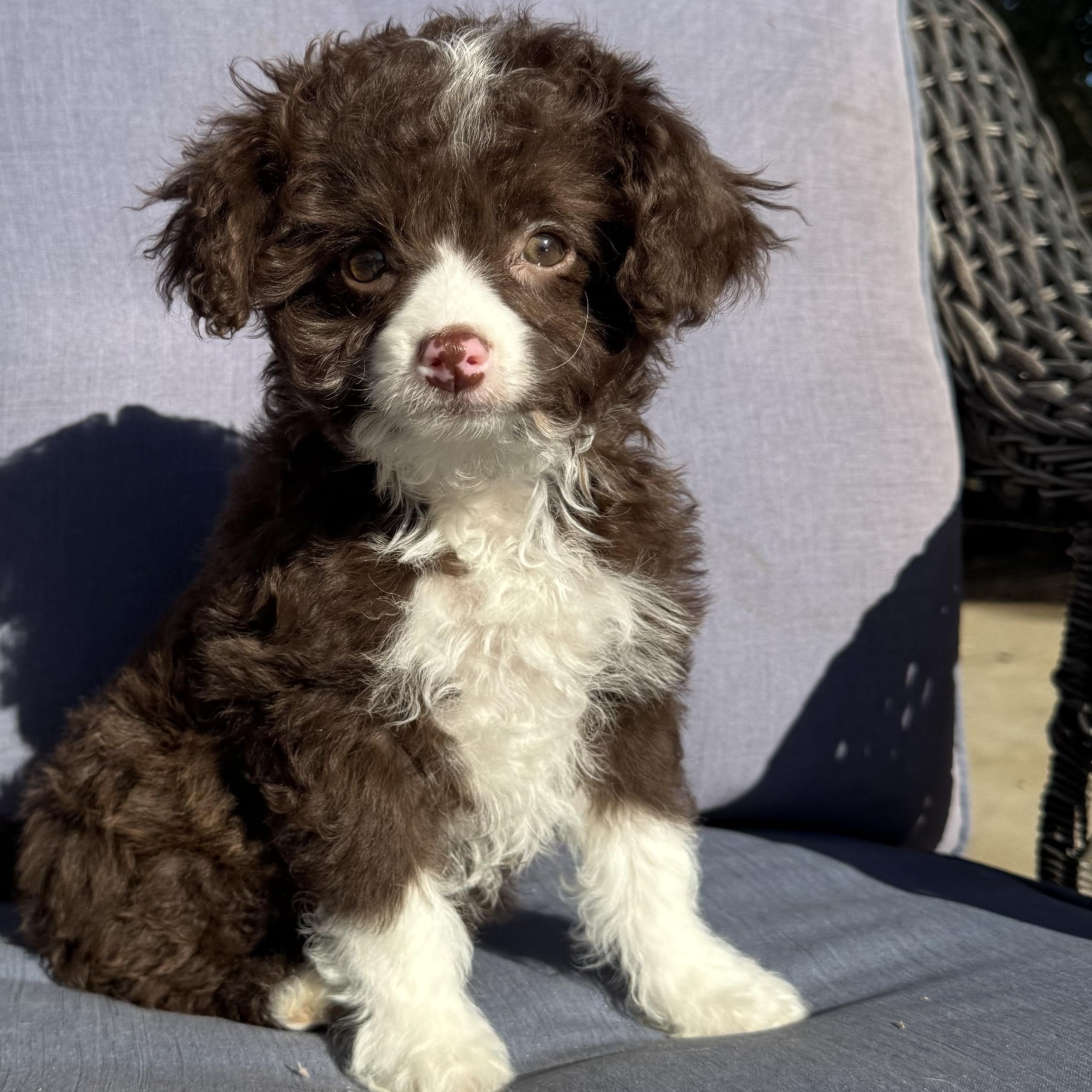 Kanga , an adopted mixed breed in ontario, CA image 1/6