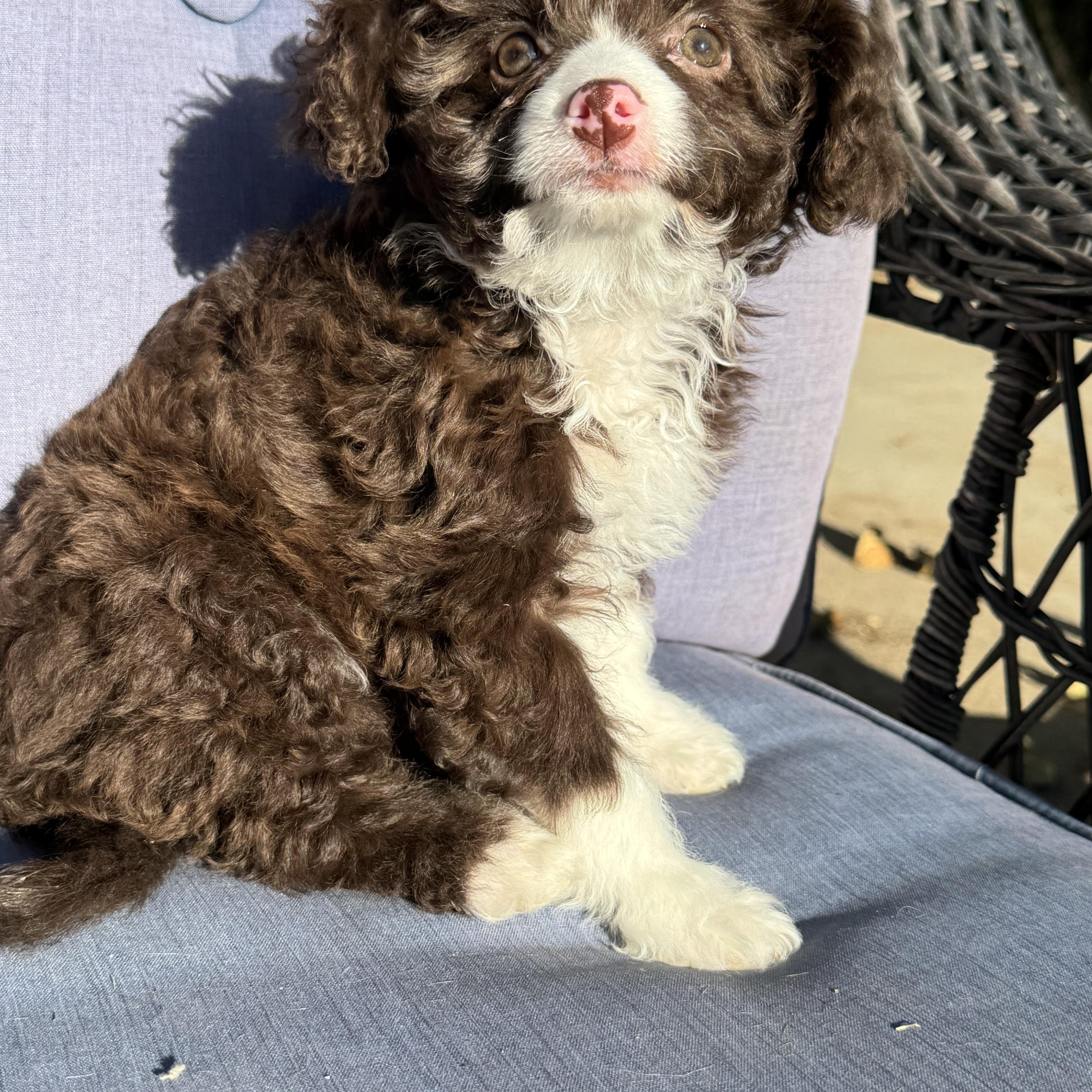 Kanga , an adopted mixed breed in ontario, CA image 3/6