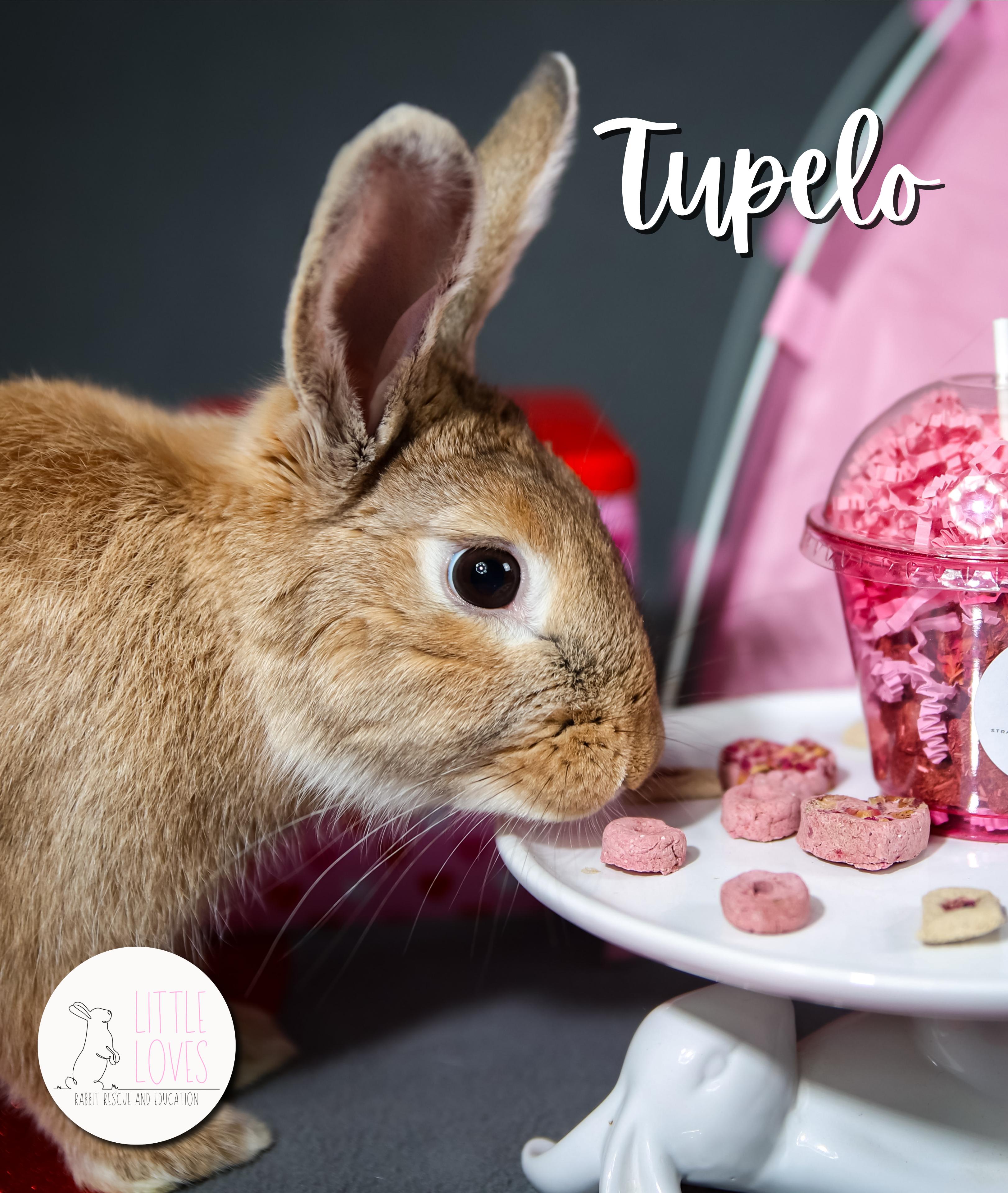 Tupelo, Adopted, Adult Female Palomino.