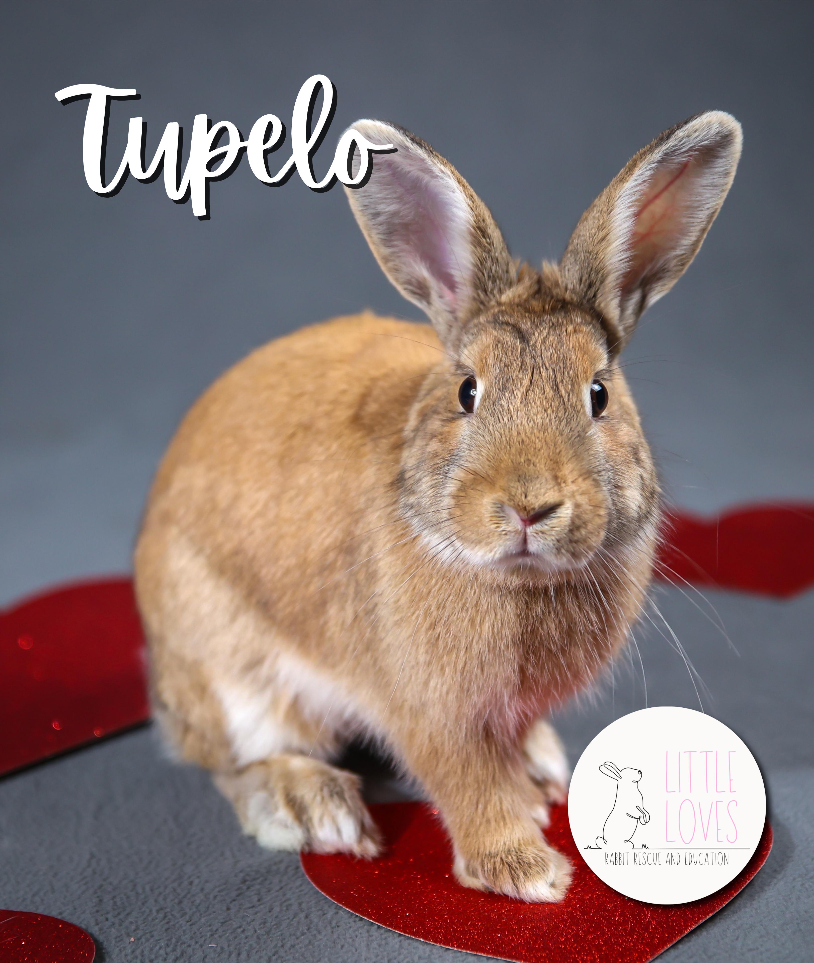 Enlarge Tupelo, a Adopted Palomino in North Little Rock, AR image 2/6