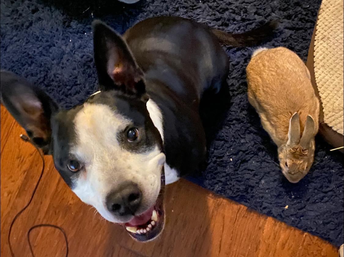 Enlarge Tupelo, a Adopted Palomino in North Little Rock, AR image 3/6