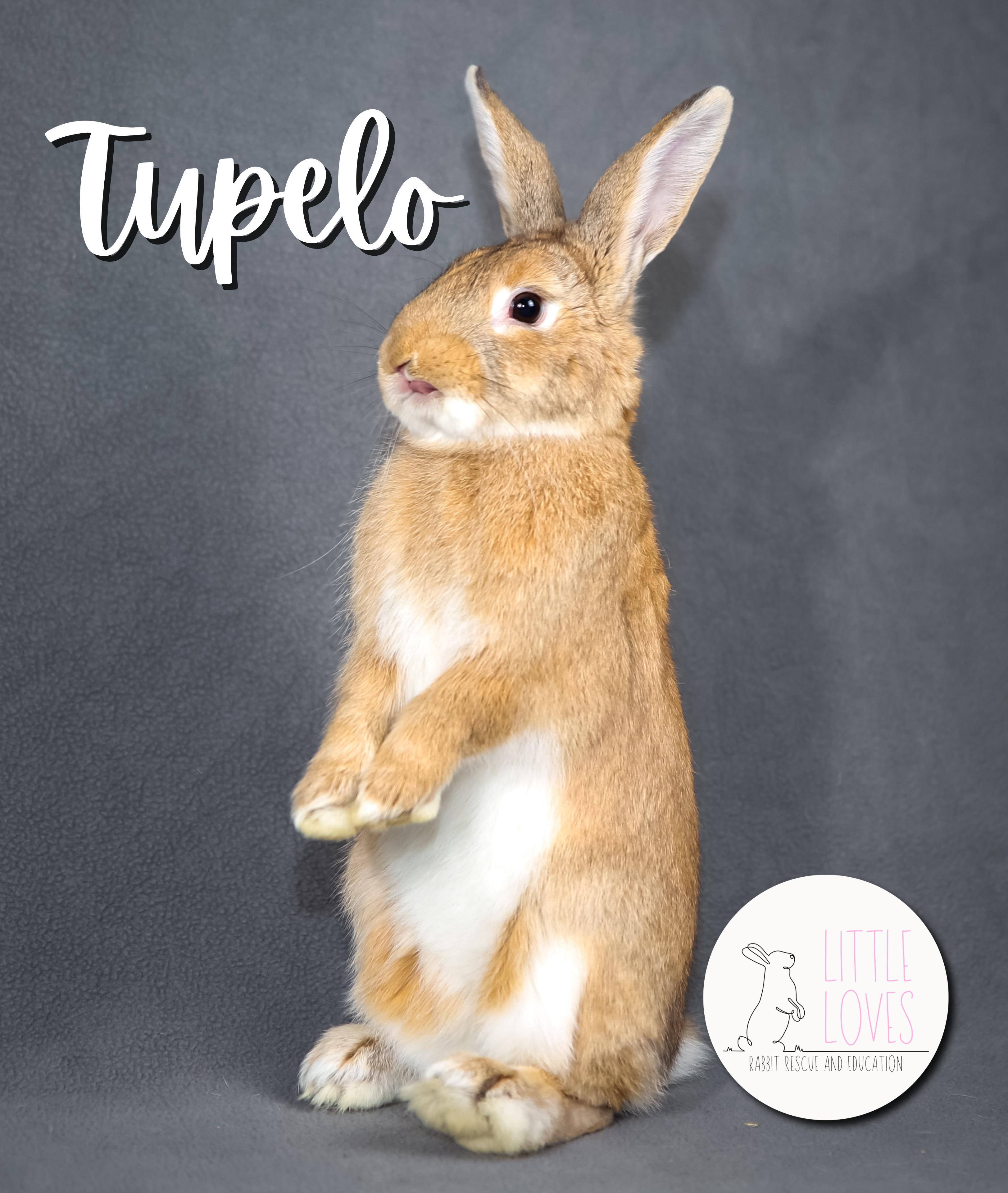 Enlarge Tupelo, a Adopted Palomino in North Little Rock, AR image 5/6