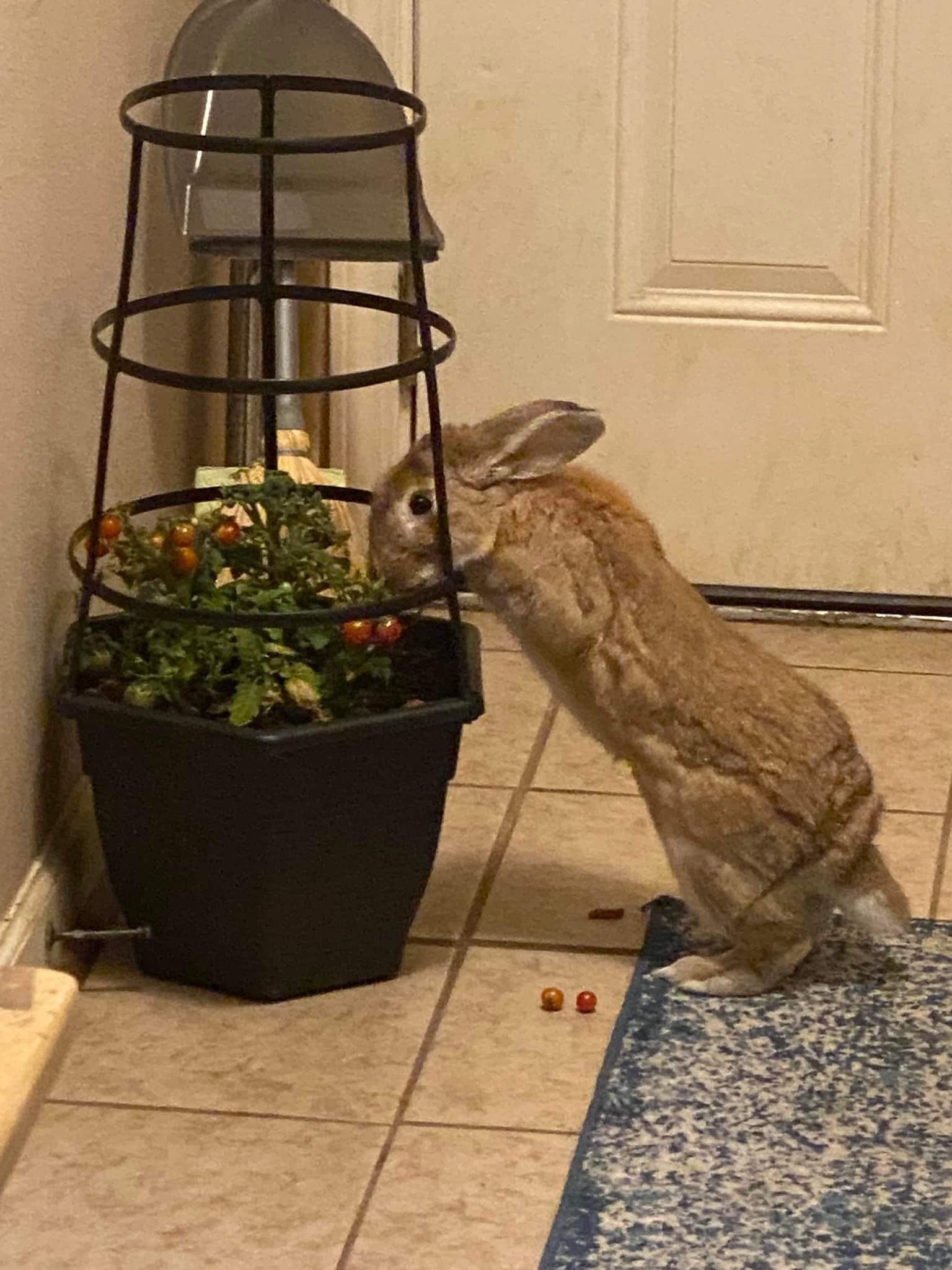 Enlarge Tupelo, a Adopted Palomino in North Little Rock, AR image 4/6