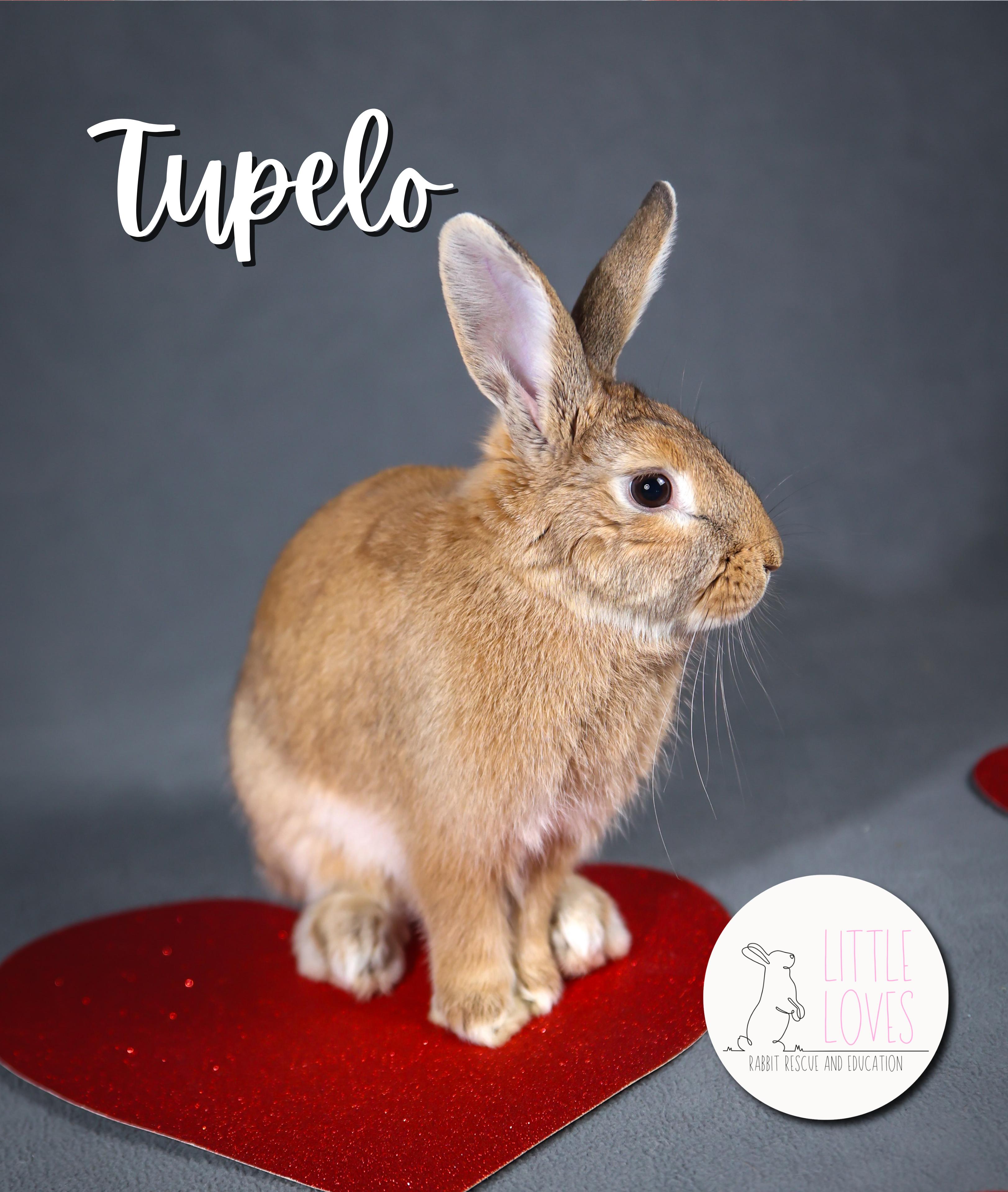 Enlarge Tupelo, a Adopted Palomino in North Little Rock, AR image 6/6