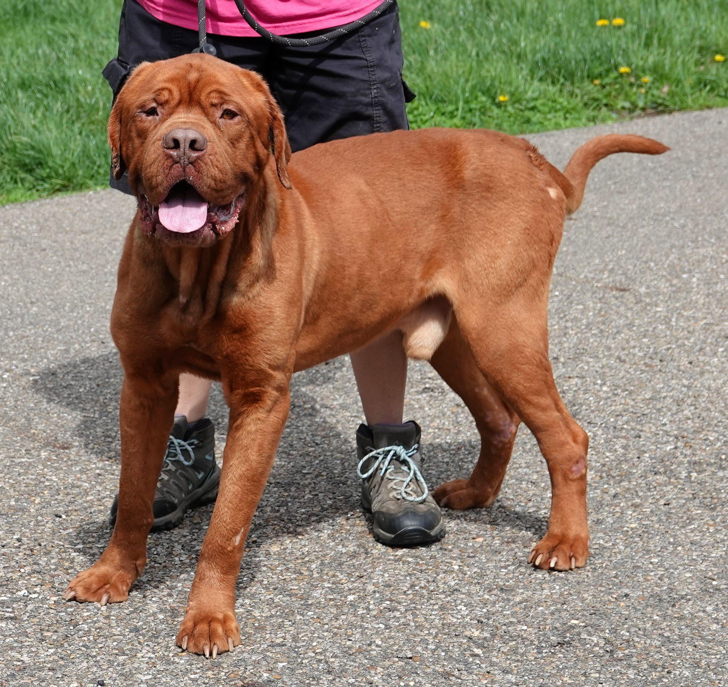 Enlarge Leo, a ADOPTABLE Dogue de Bordeaux in Millfield, OH image 3/3