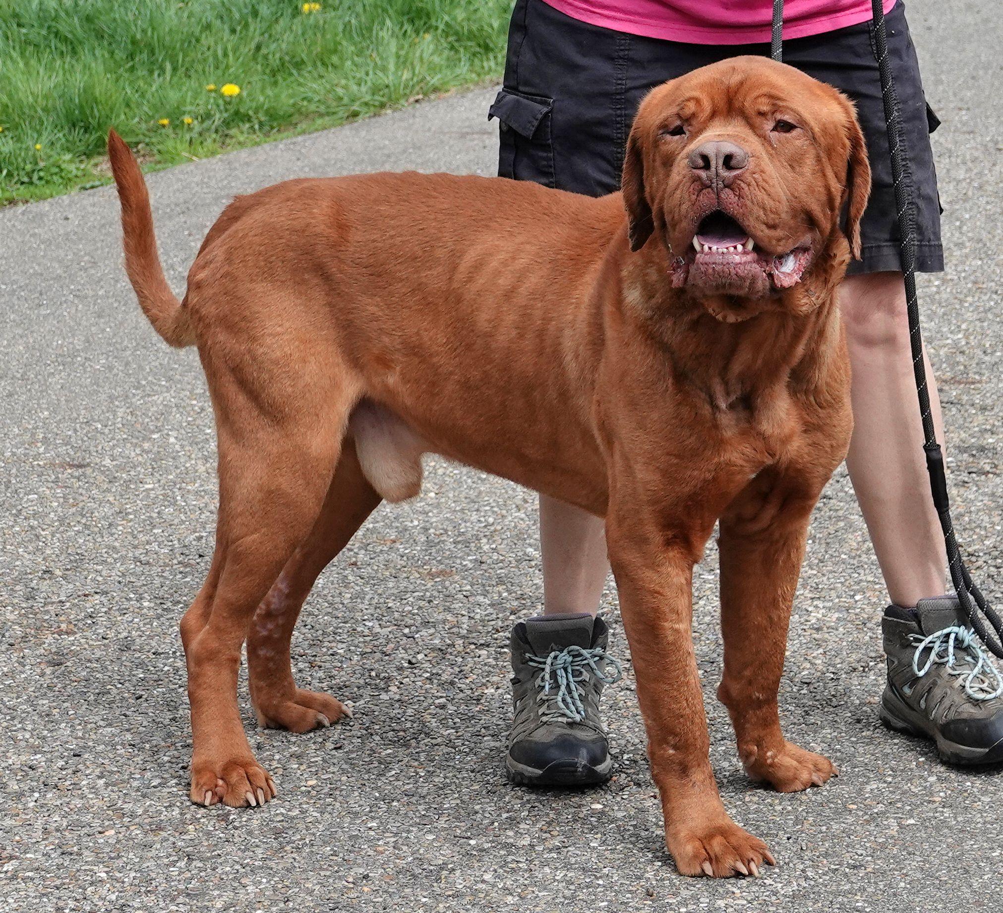 Enlarge Leo, a ADOPTABLE Dogue de Bordeaux in Millfield, OH image 2/3