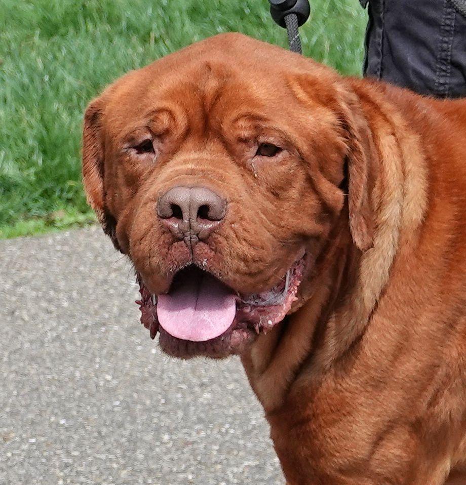 Leo, ADOPTABLE, Adult Male Dogue de Bordeaux.