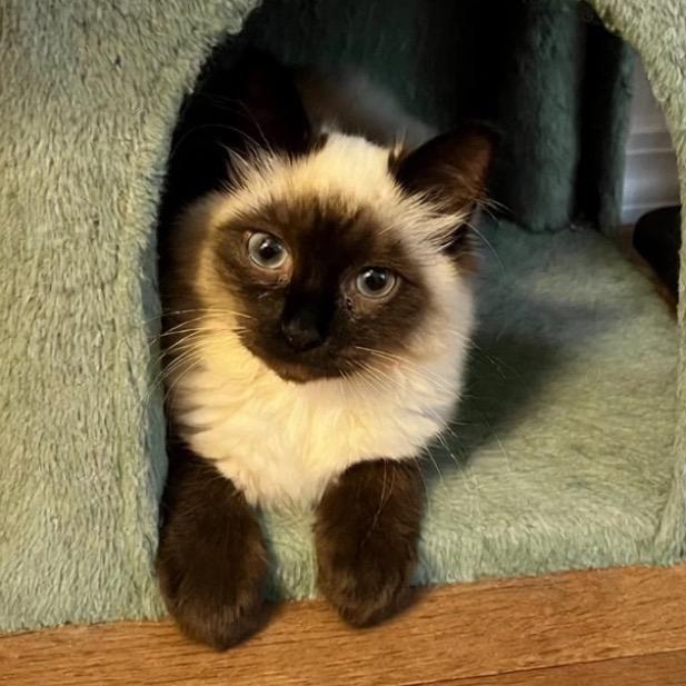 Merv, Adopted, Kitten Male Siamese & Domestic Long Hair.
