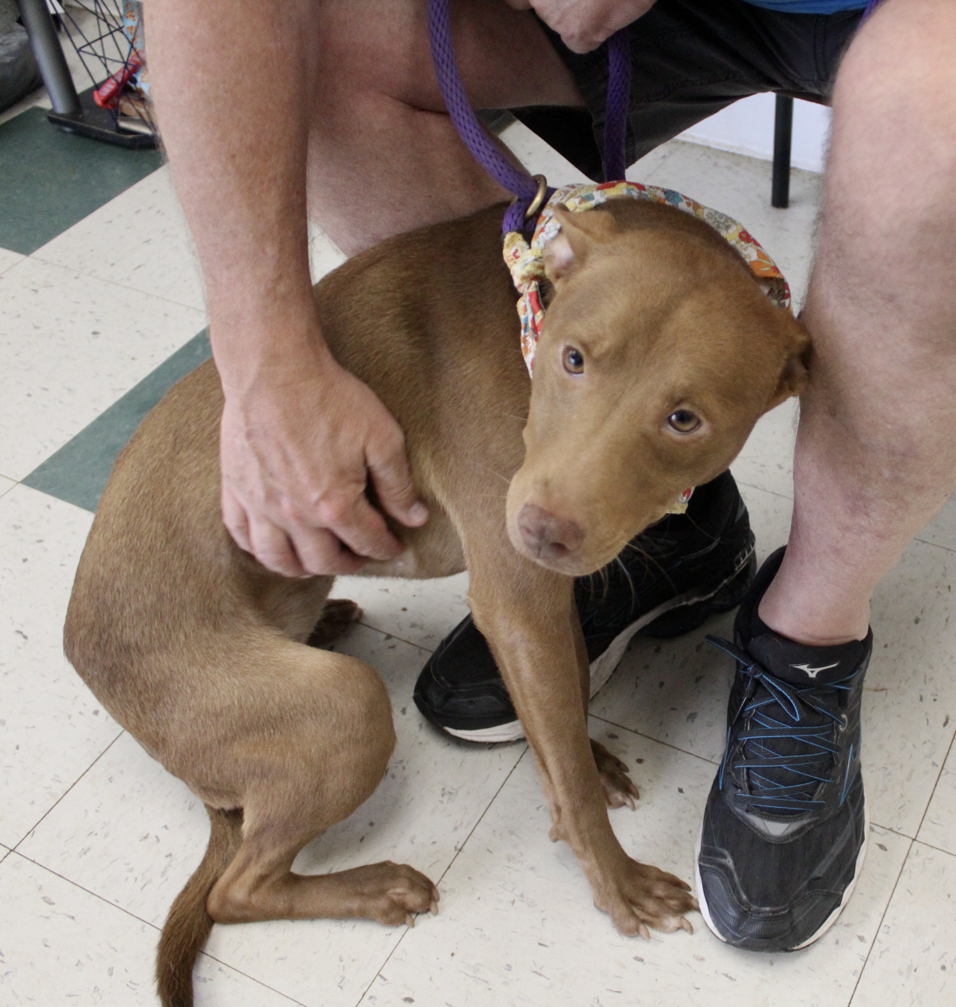 Dog for adoption Ruby, a Mixed Breed in Pell City, AL Petfinder