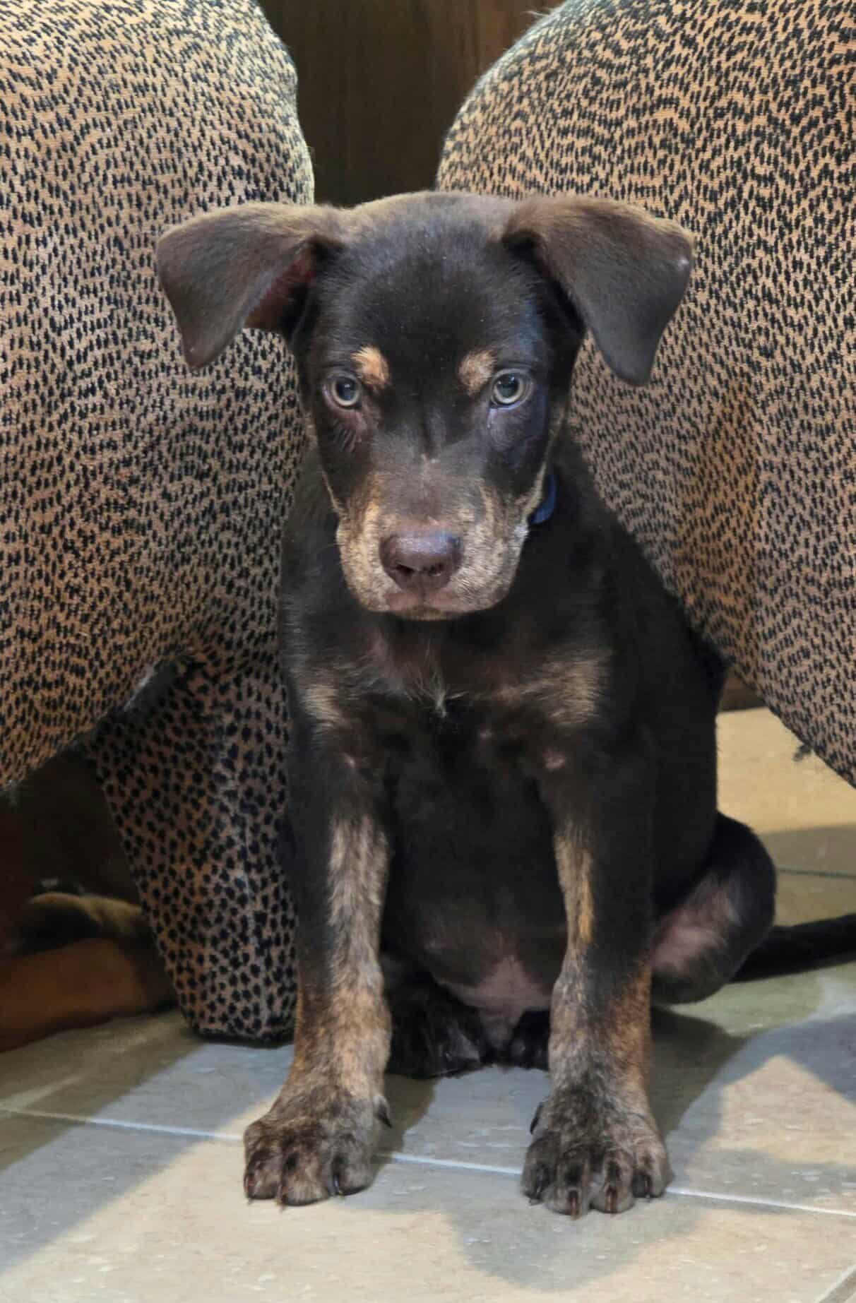 Enlarge Cash, a Adoptable mixed breed in Annandale, VA image 3/6