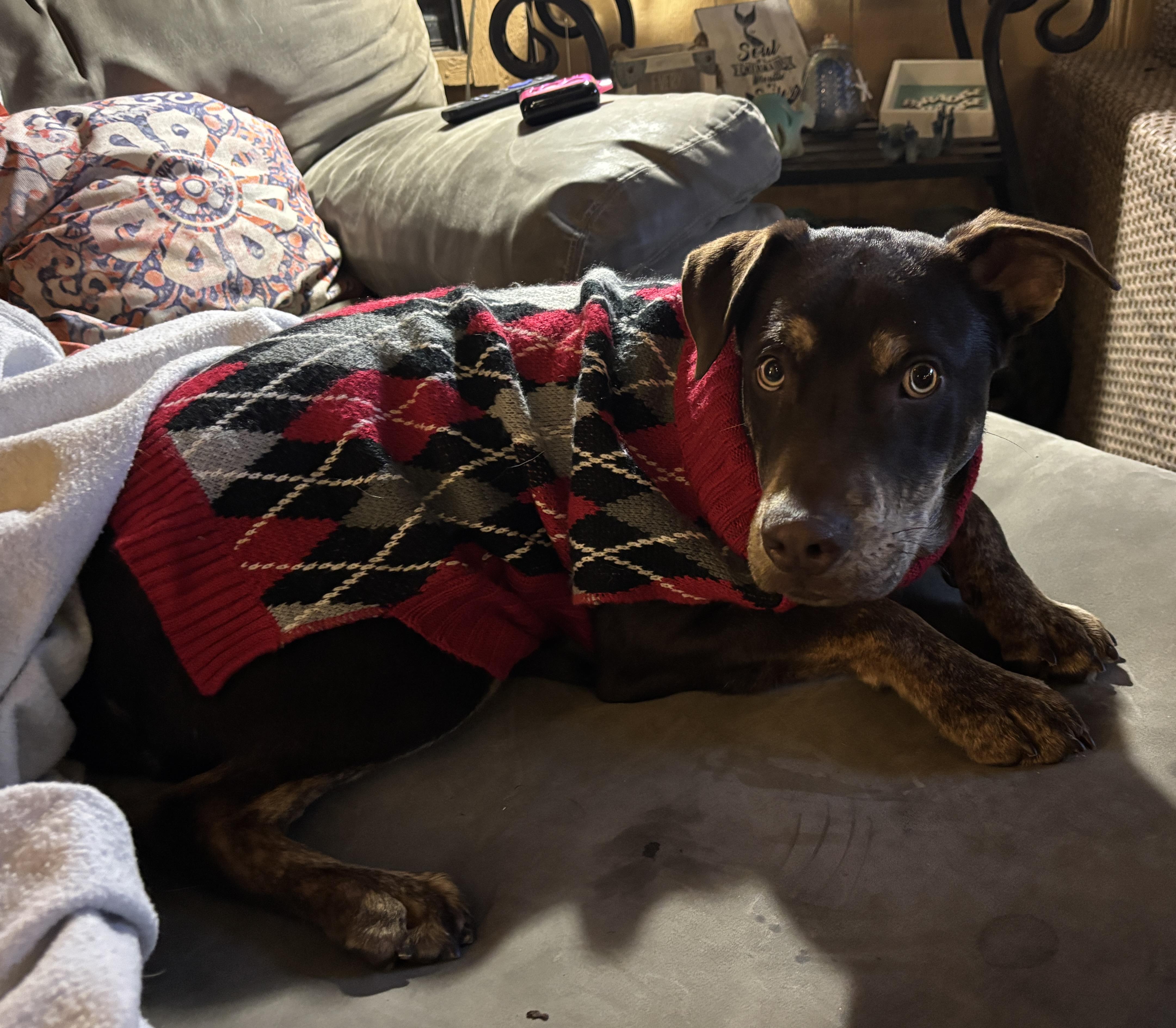 Enlarge Cash, a Adoptable mixed breed in Annandale, VA image 2/6