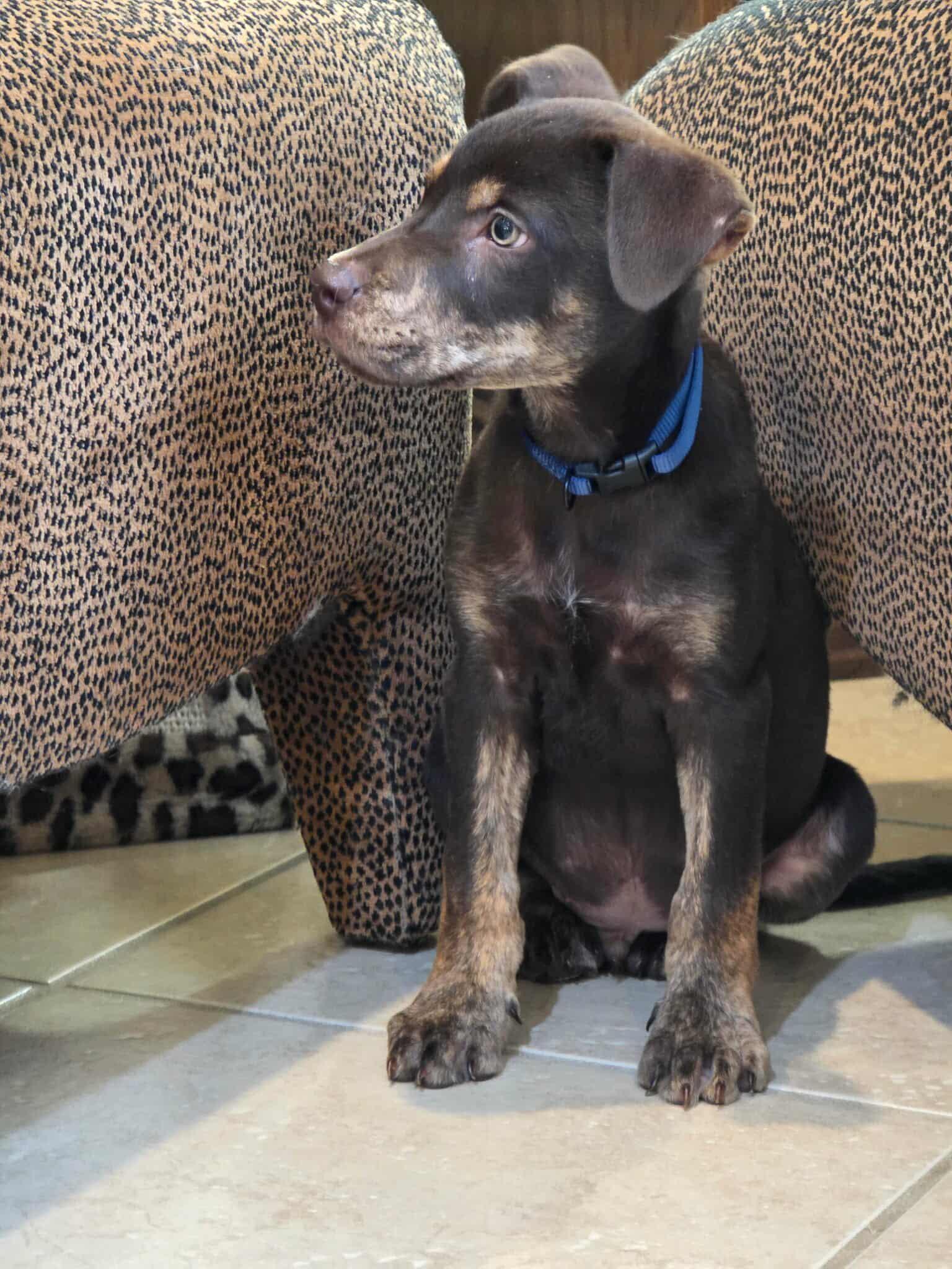 Enlarge Cash, a Adoptable mixed breed in Annandale, VA image 4/6