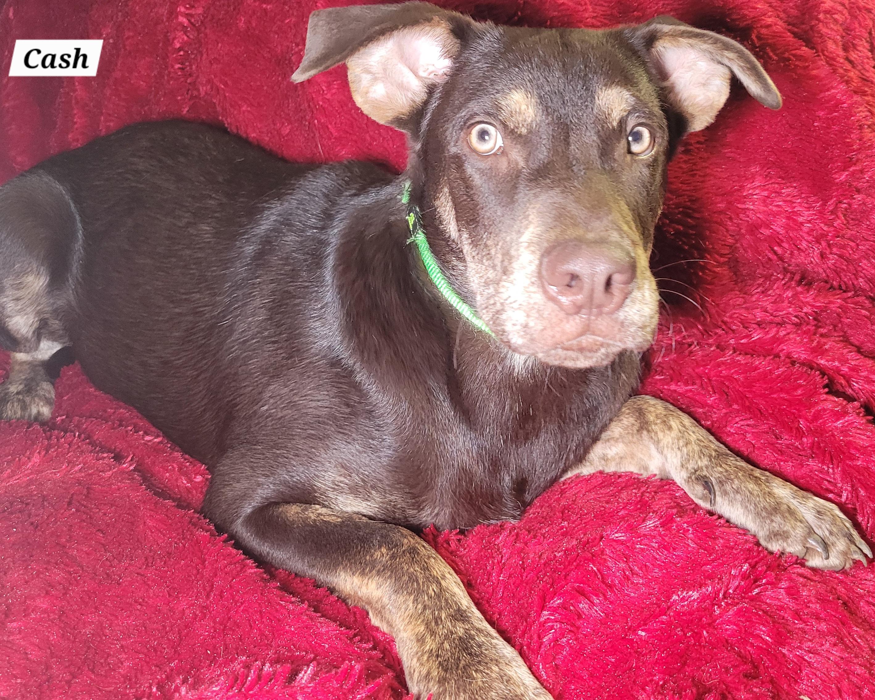 Cash, Adoptable, Young Male Shepherd.