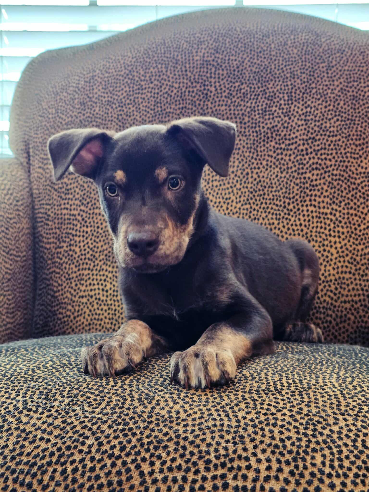 Enlarge Cash, a Adoptable mixed breed in Annandale, VA image 5/6